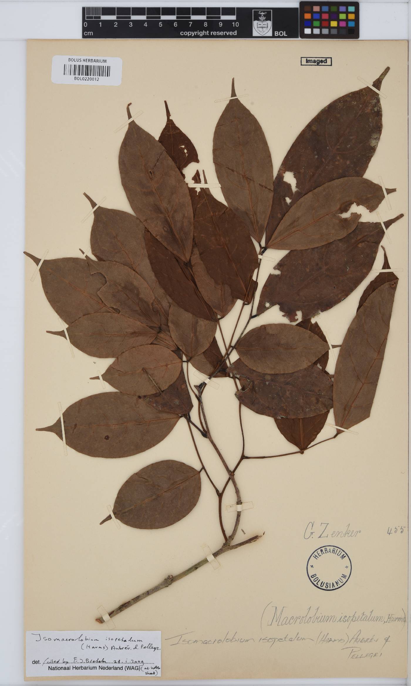 Englerodendron isopetalum image