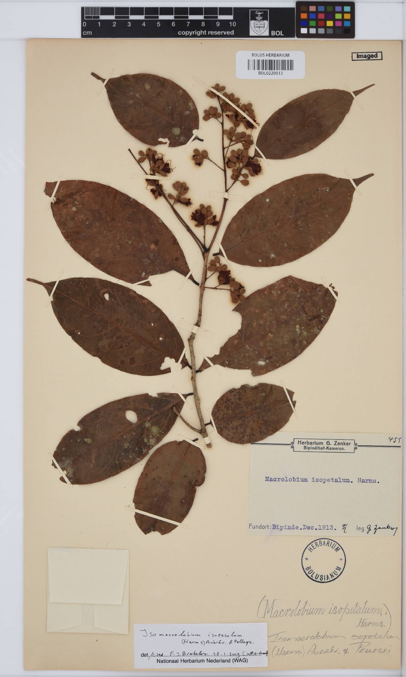 Englerodendron isopetalum image