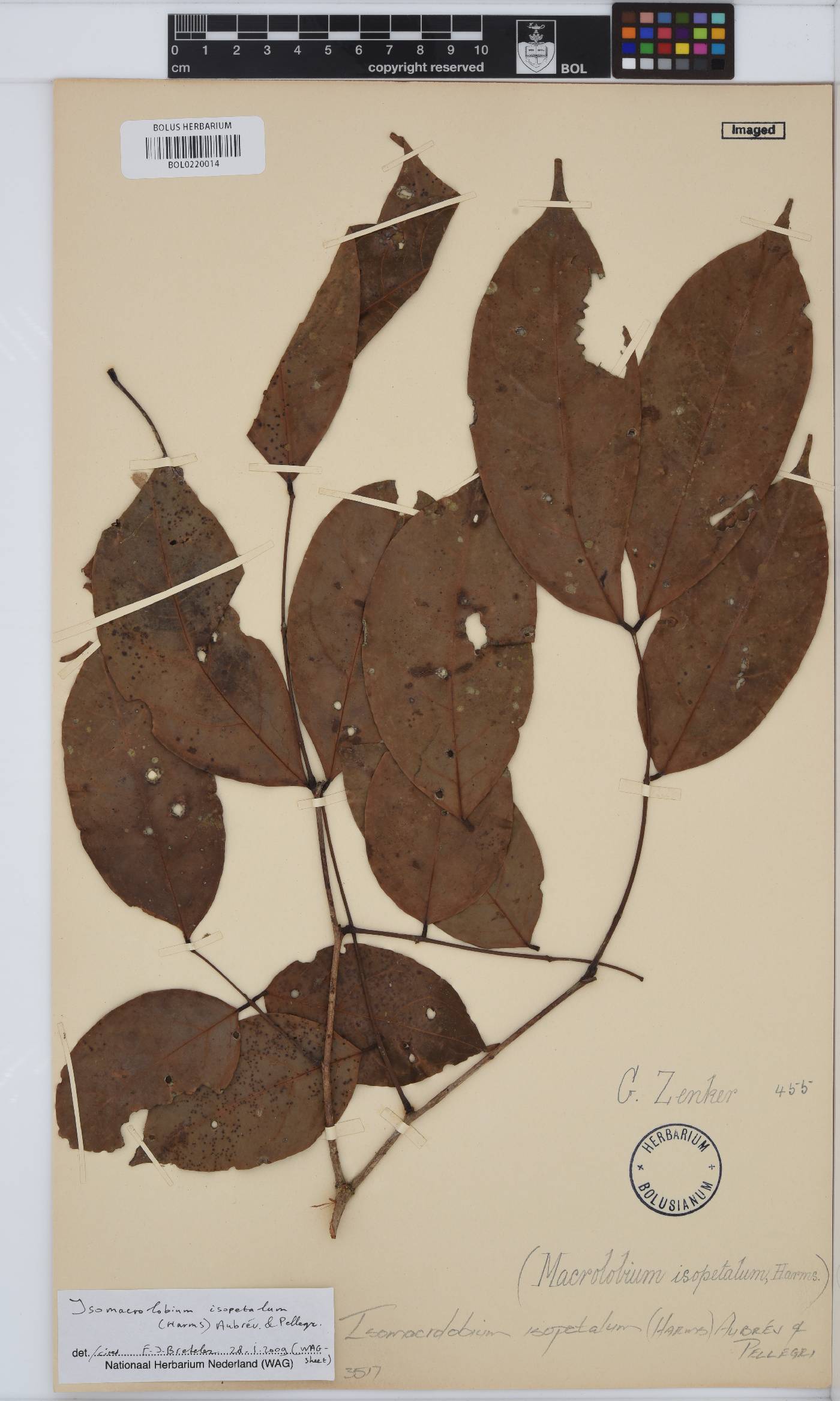 Englerodendron isopetalum image