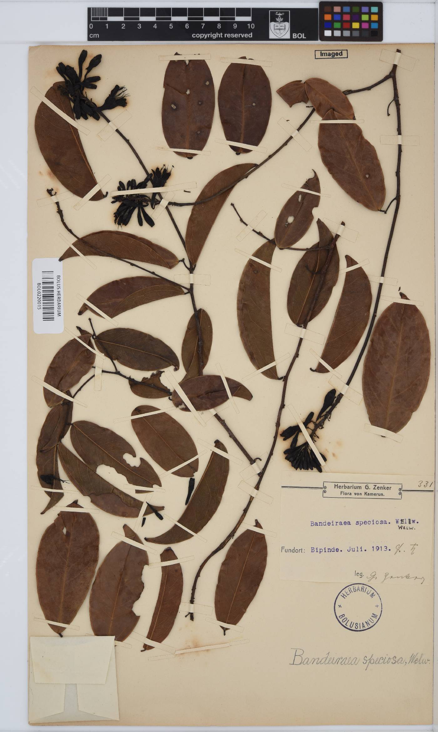 Griffonia speciosa image