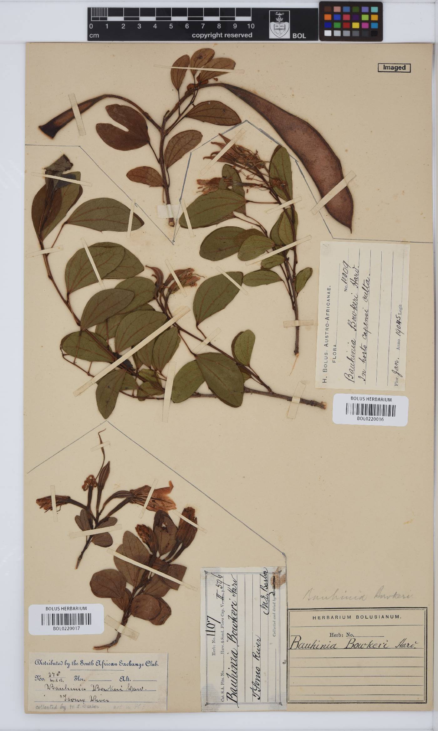 Bauhinia bowkeri image