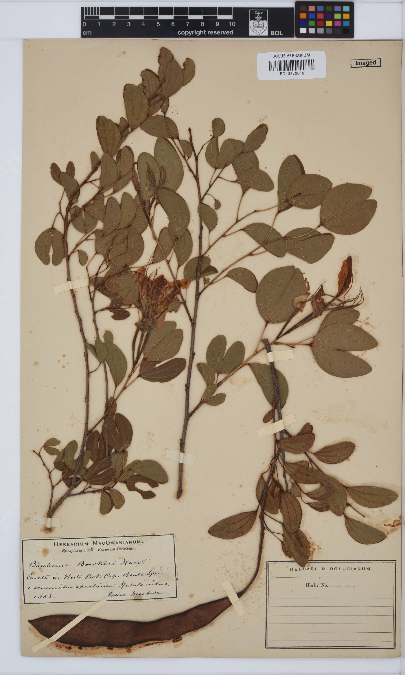 Bauhinia bowkeri image