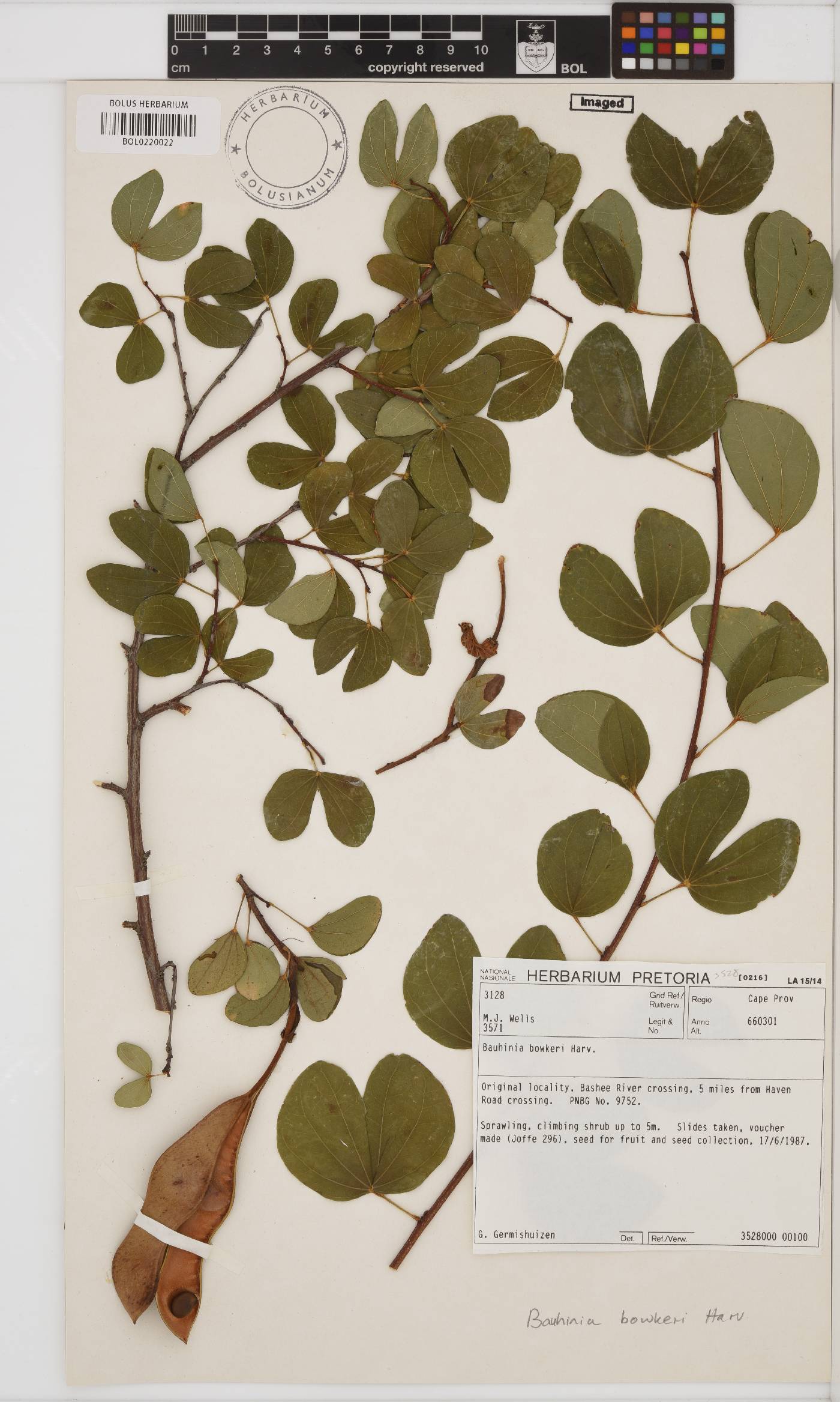 Bauhinia bowkeri image