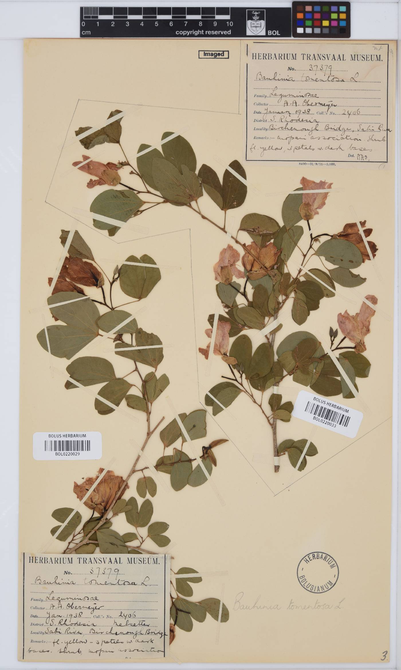 Bauhinia tomentosa image