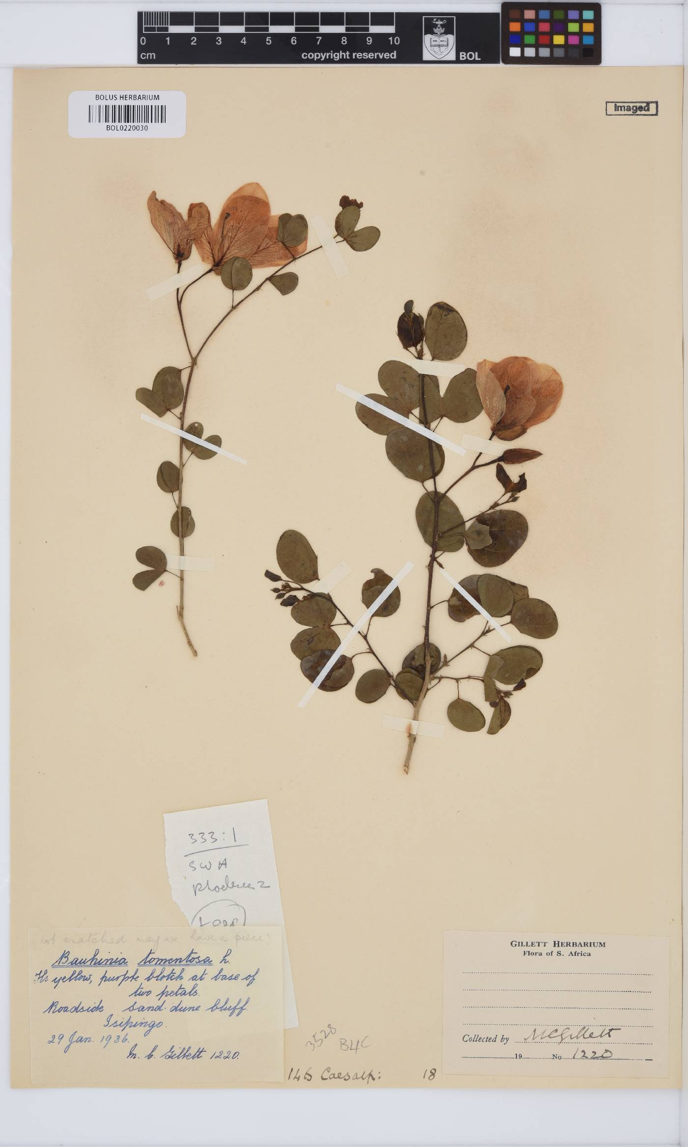 Bauhinia tomentosa image