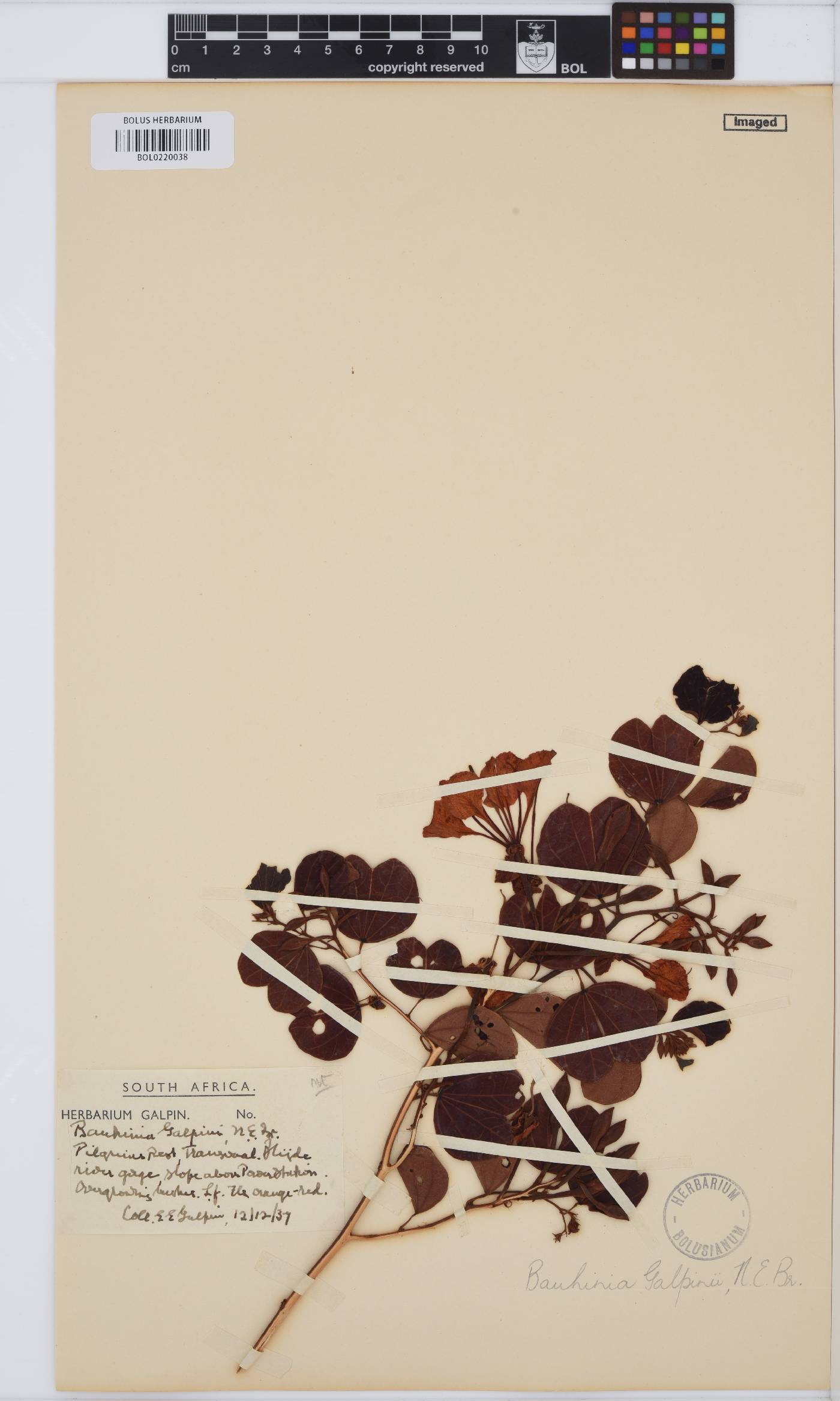 Bauhinia galpinii image