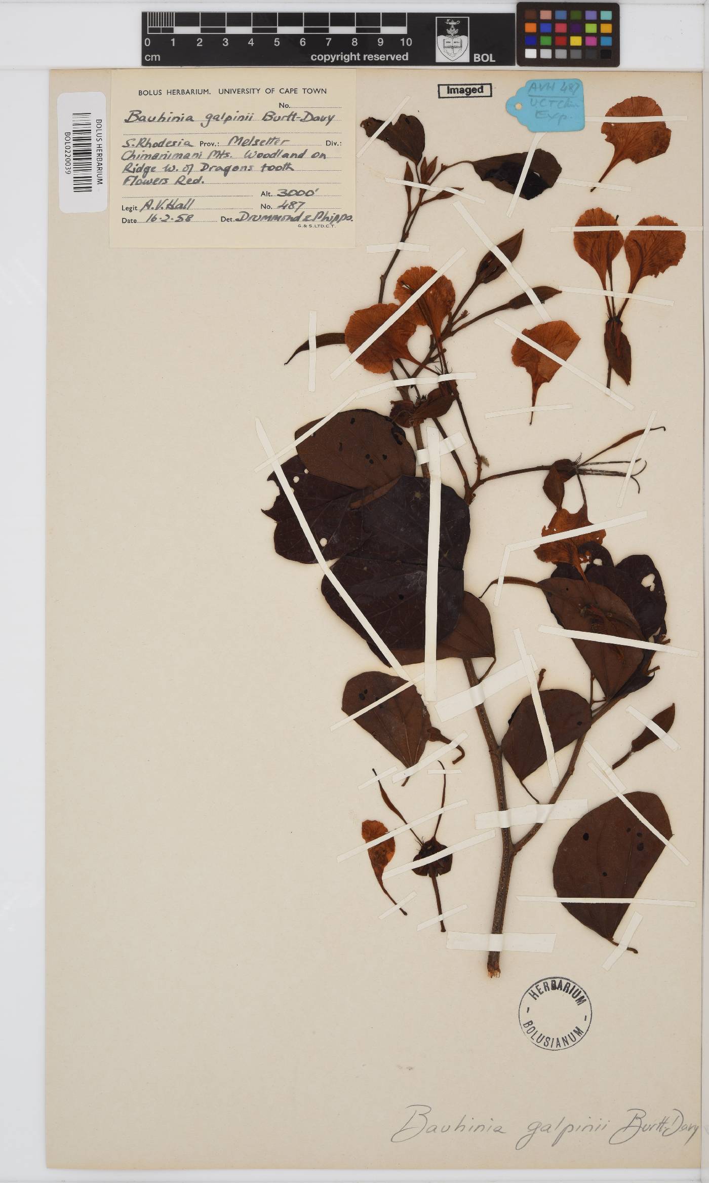 Bauhinia galpinii image