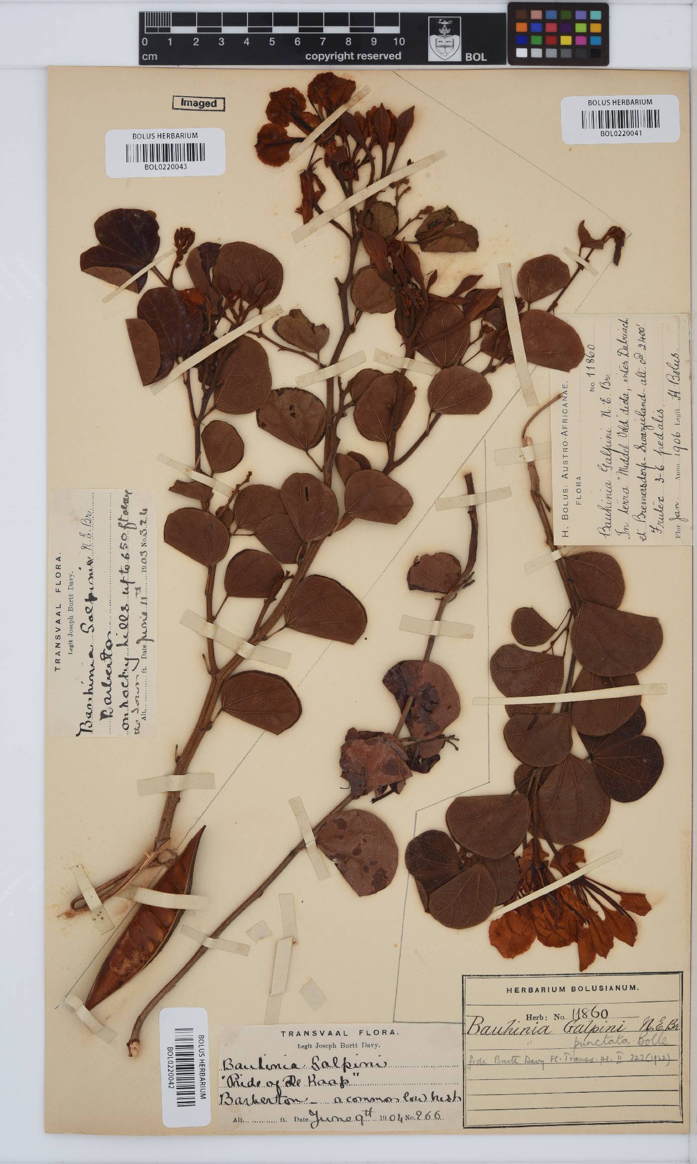 Bauhinia galpinii image