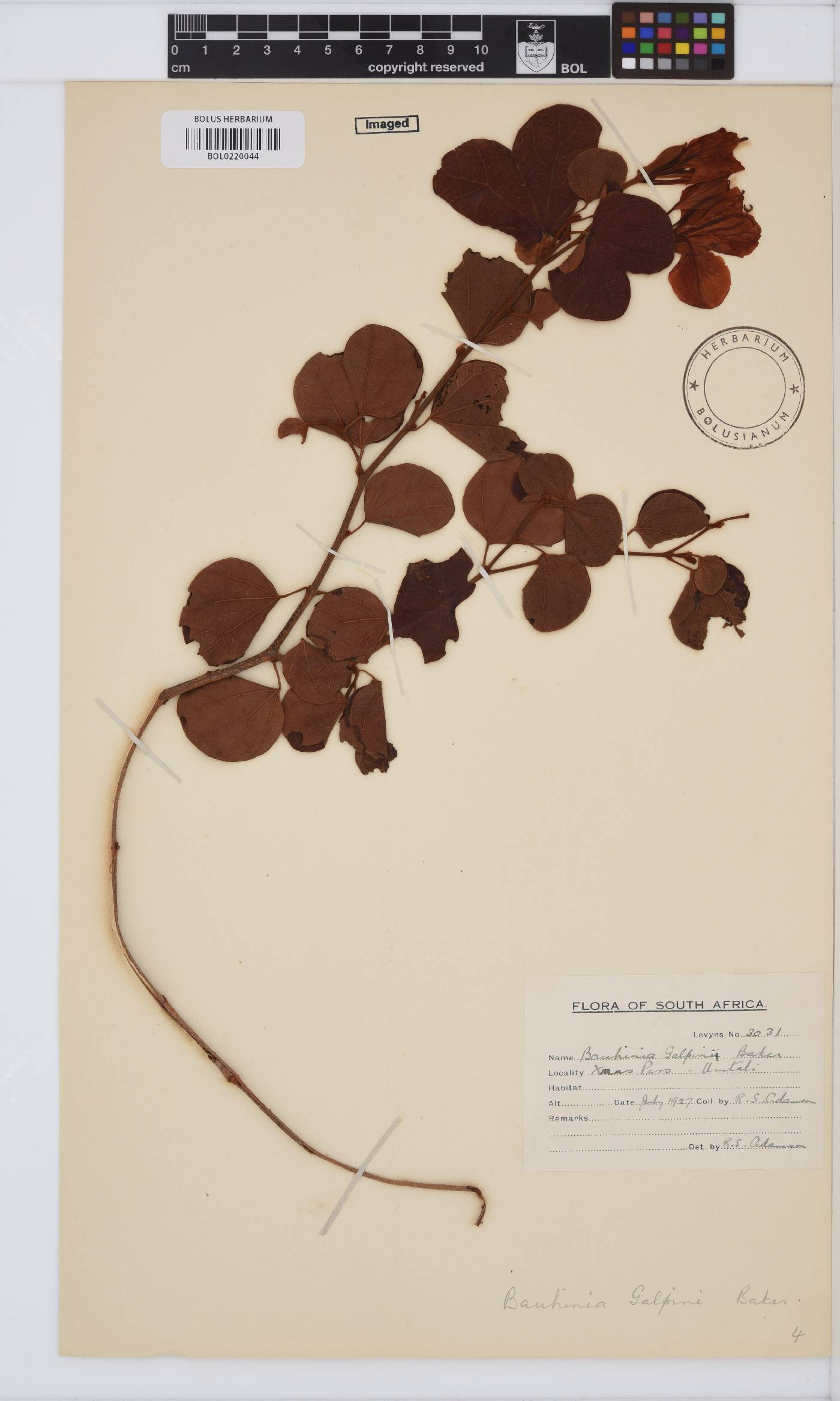 Bauhinia galpinii image