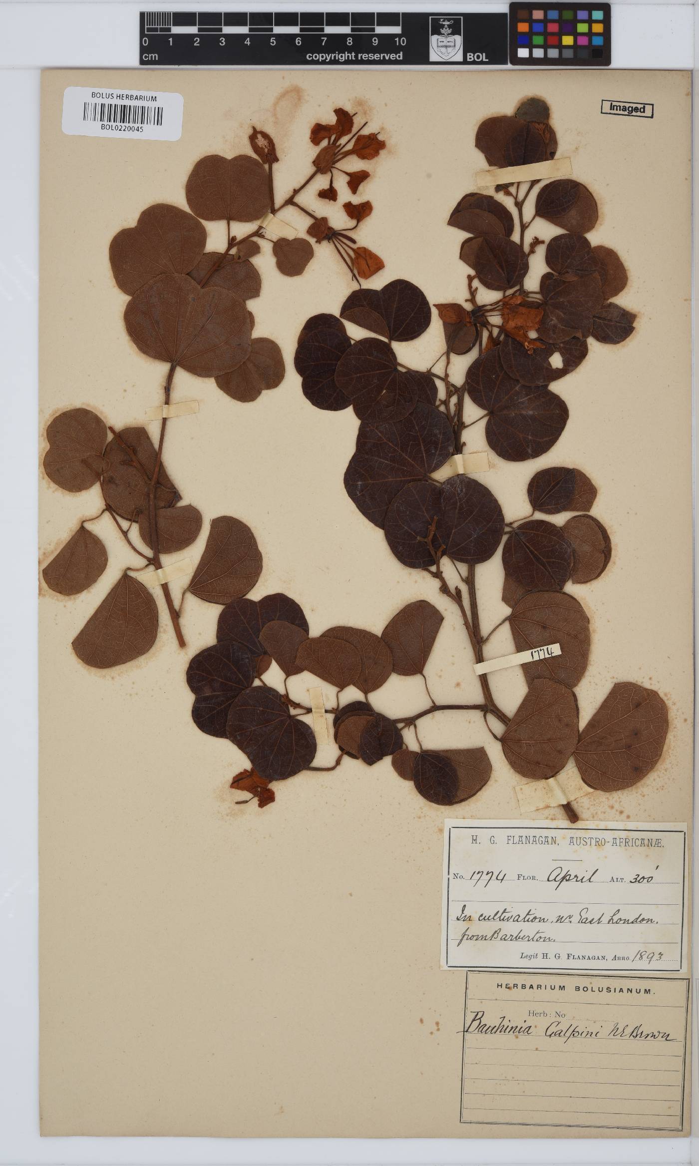 Bauhinia galpinii image