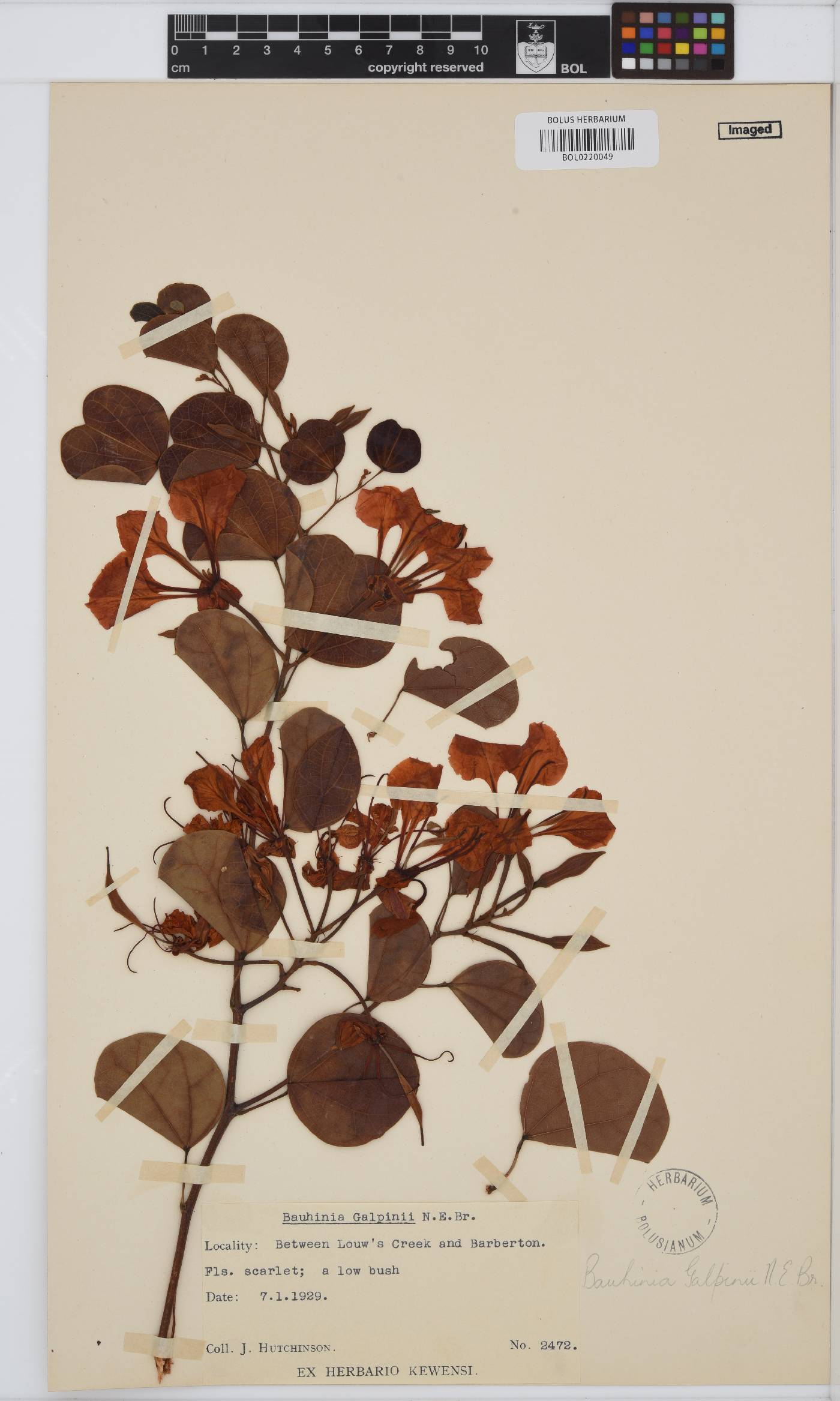 Bauhinia galpinii image