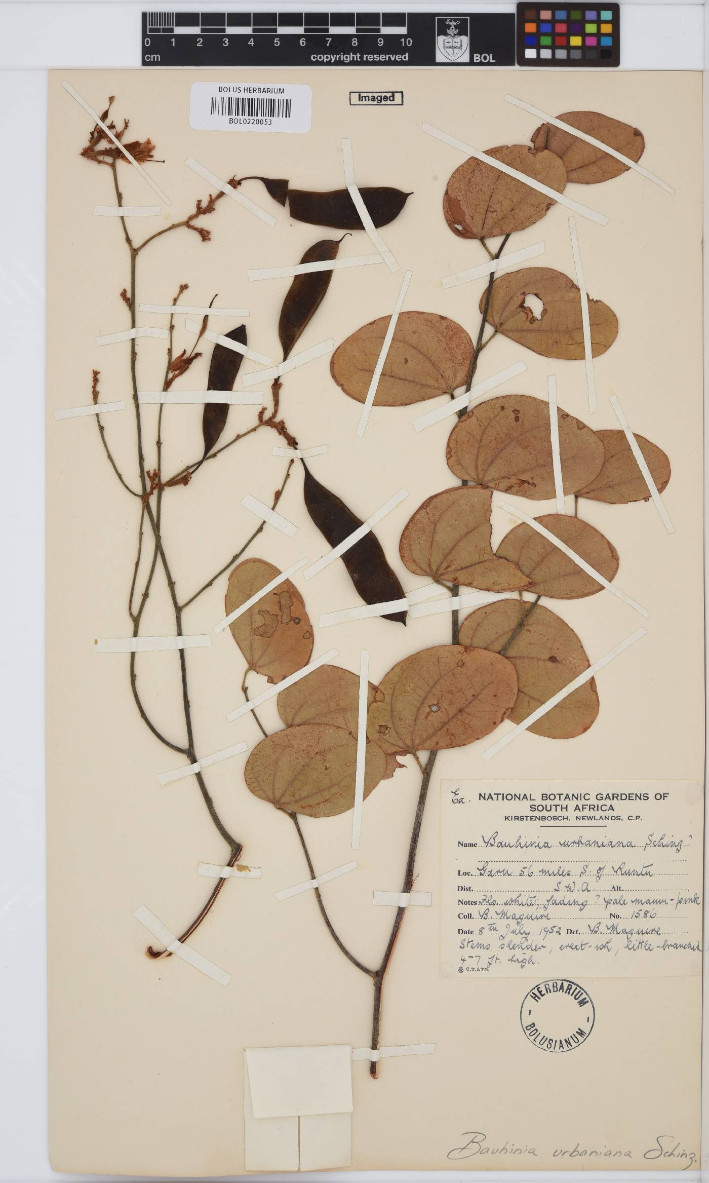 Bauhinia image