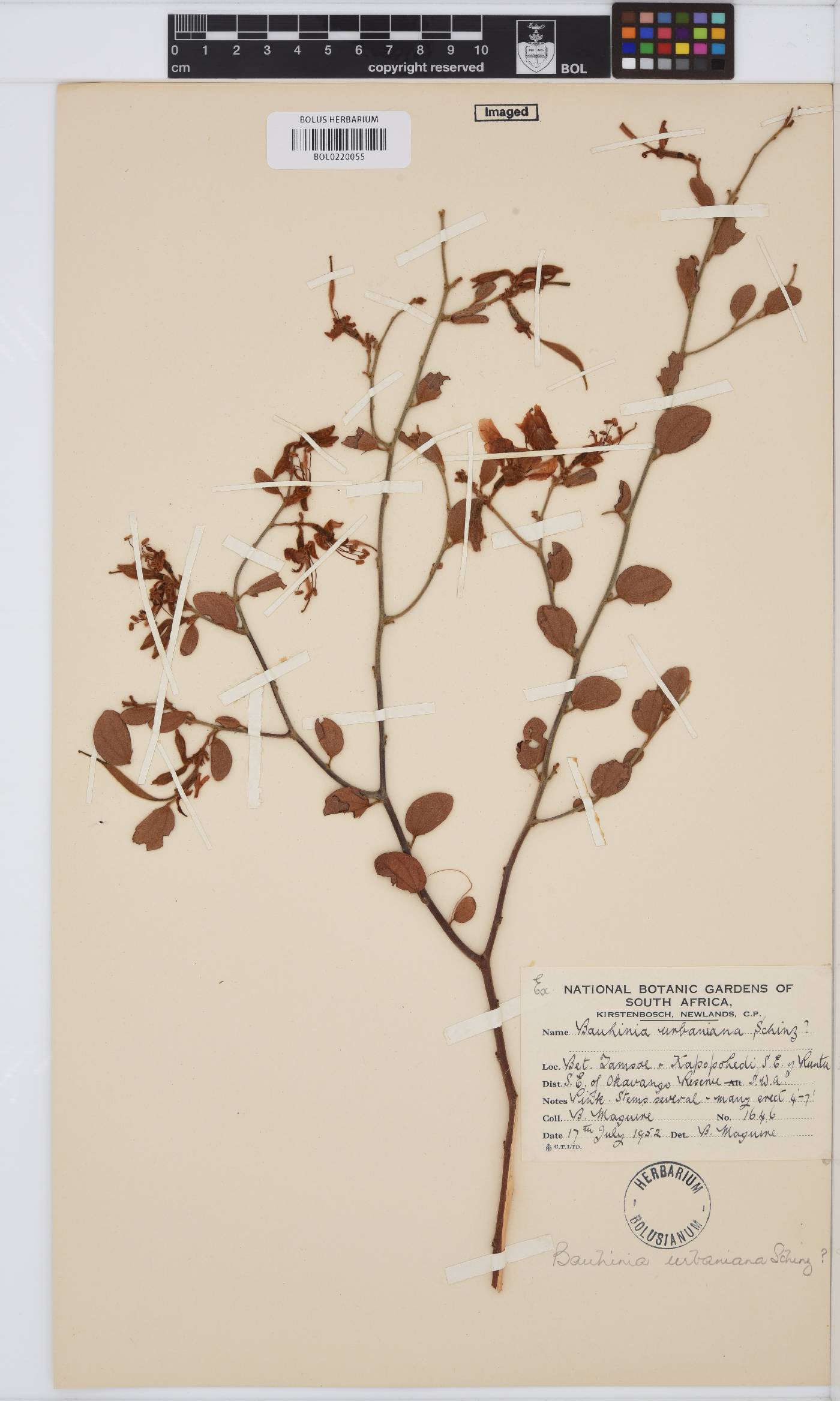 Bauhinia urbaniana image