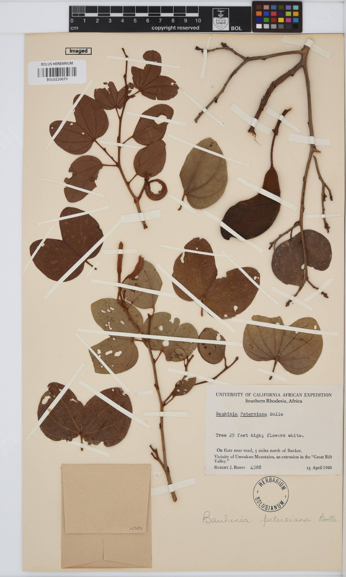 Bauhinia petersiana subsp. petersiana image