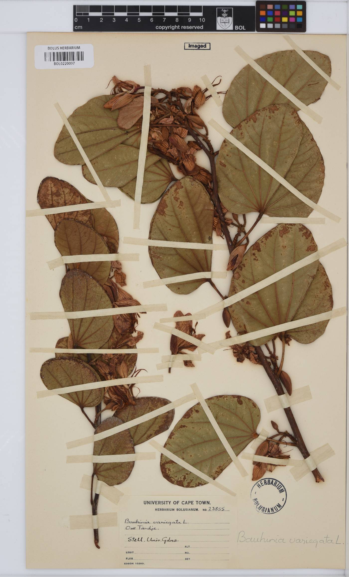 Bauhinia variegata image