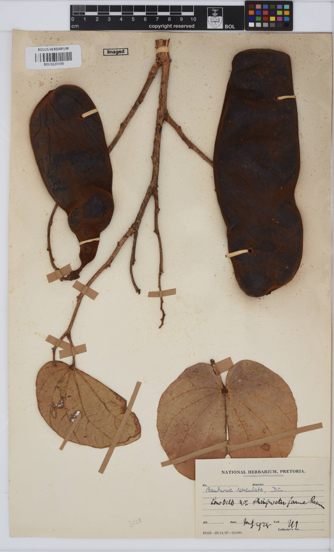 Bauhinia reticulata image