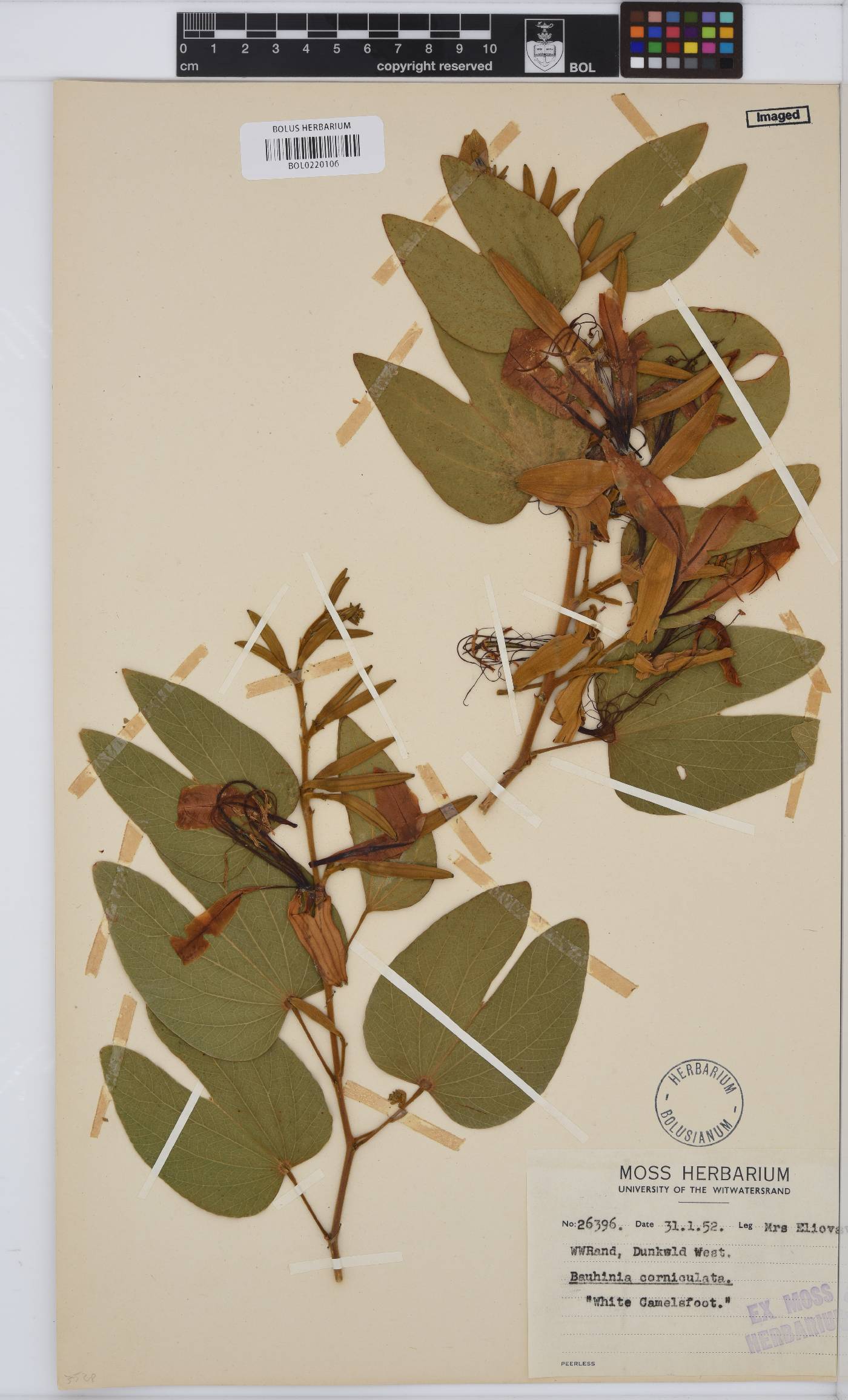 Bauhinia corniculata image