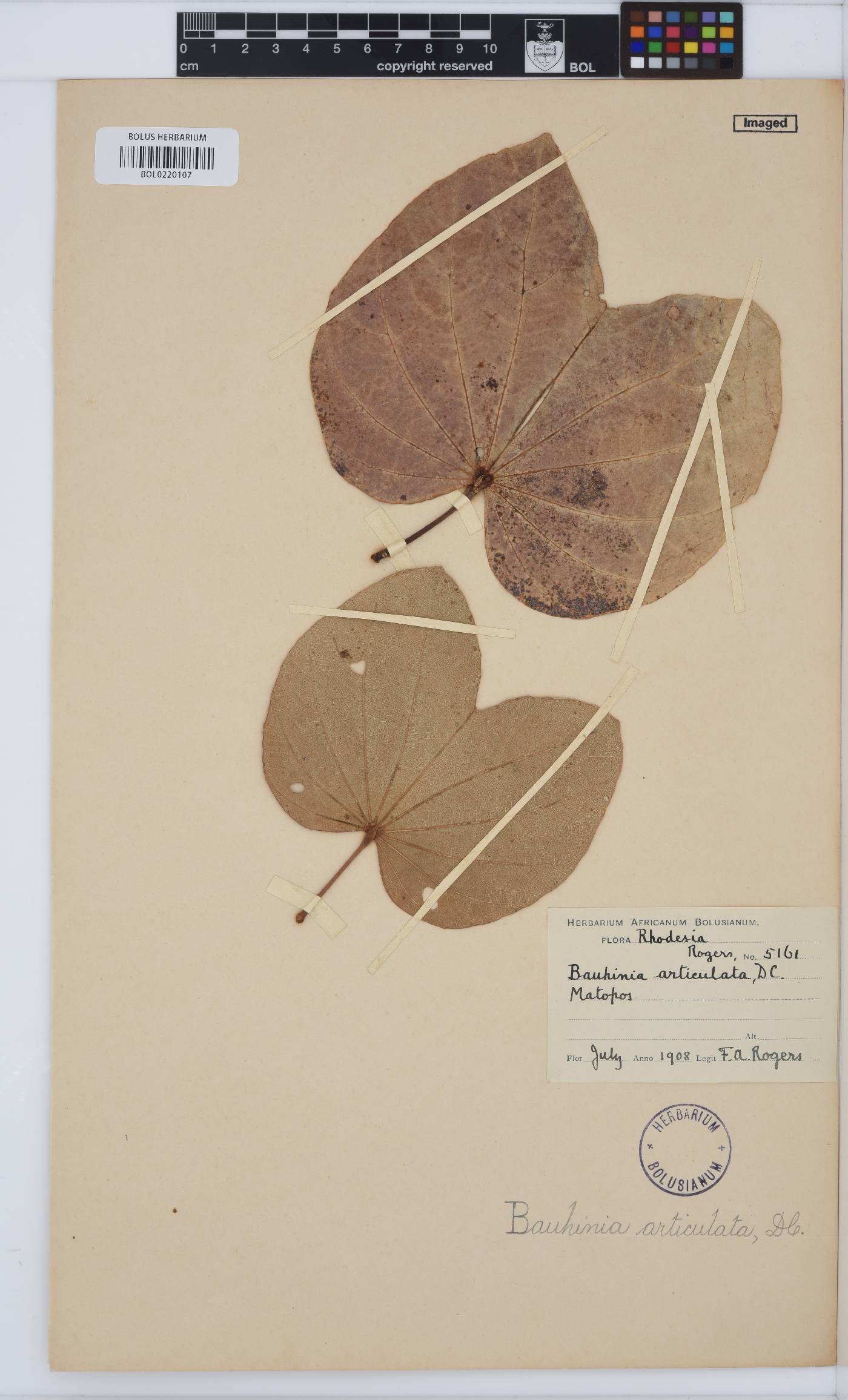 Piliostigma thonningii image