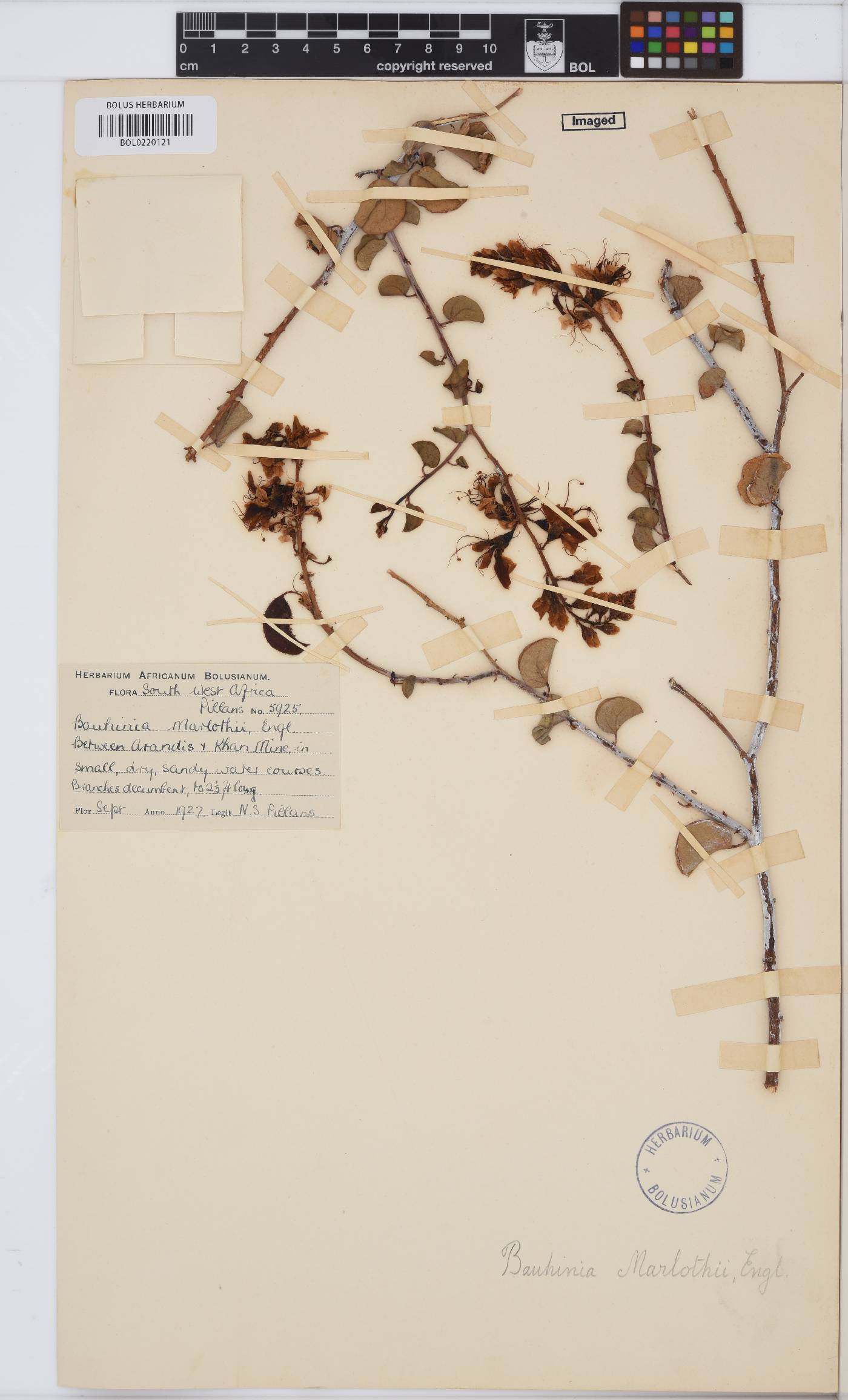 Adenolobus pechuelii image