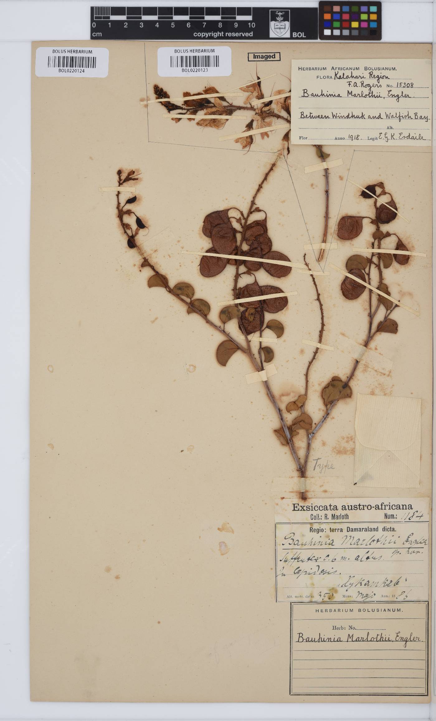 Adenolobus pechuelii image