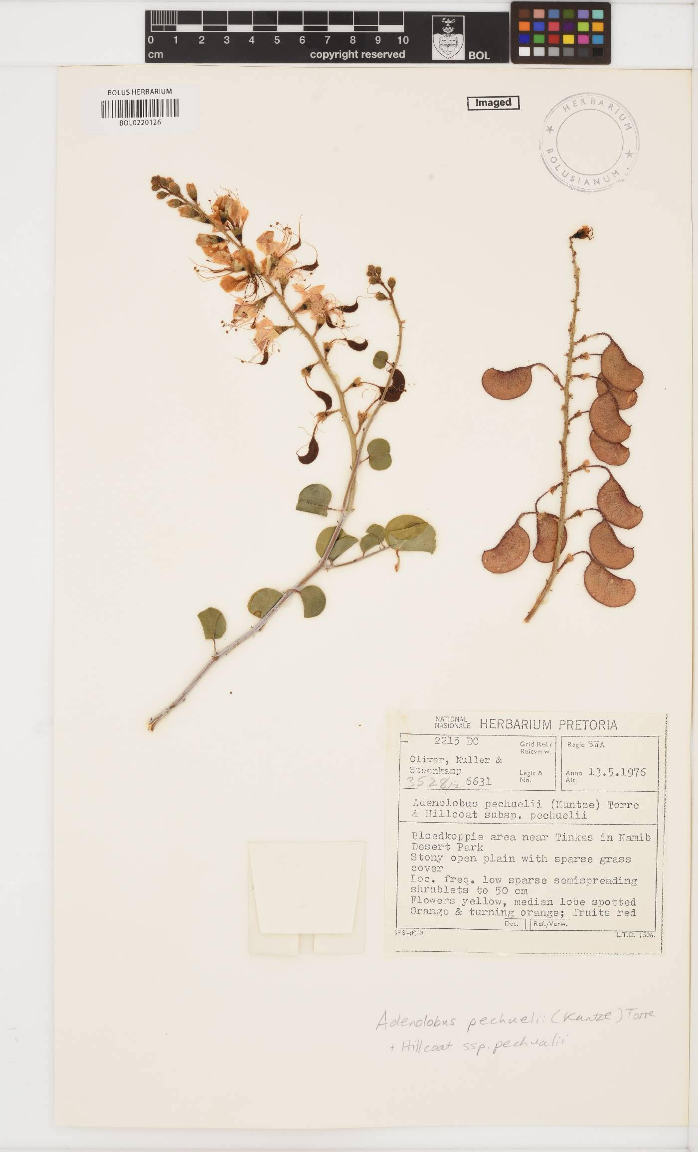 Adenolobus image