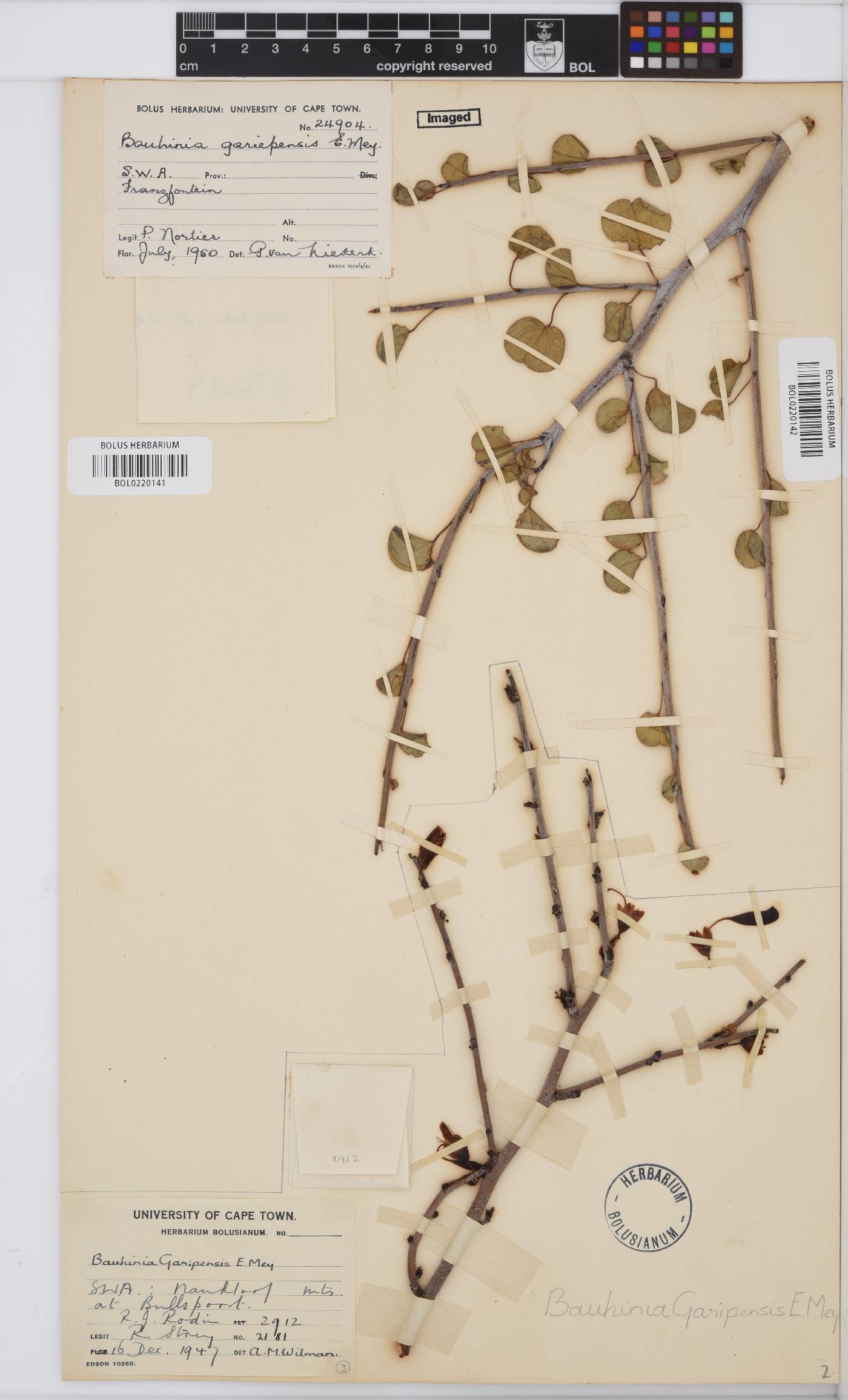 Adenolobus garipensis image
