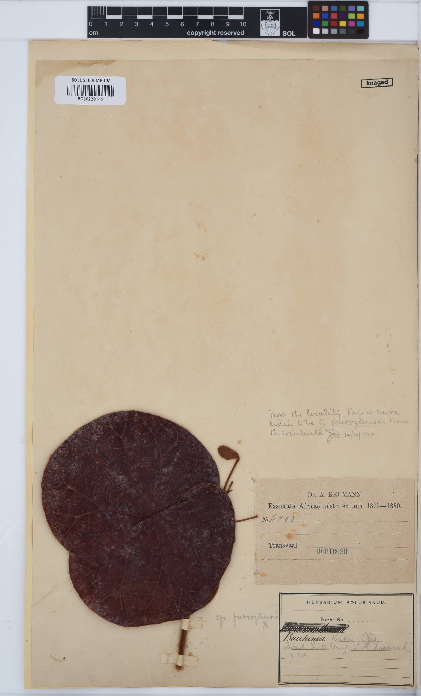 Tylosema fassoglense image