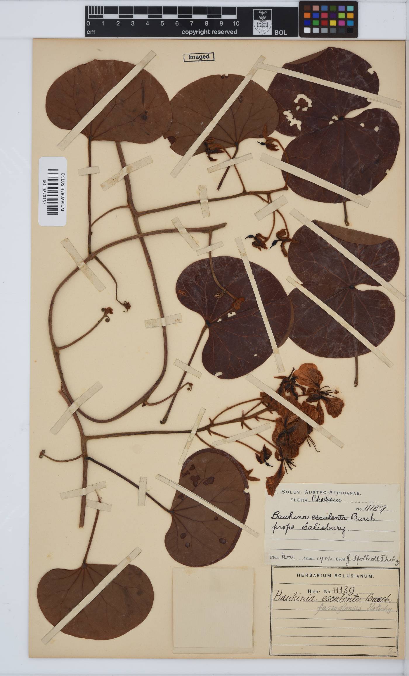 Tylosema fassoglense image