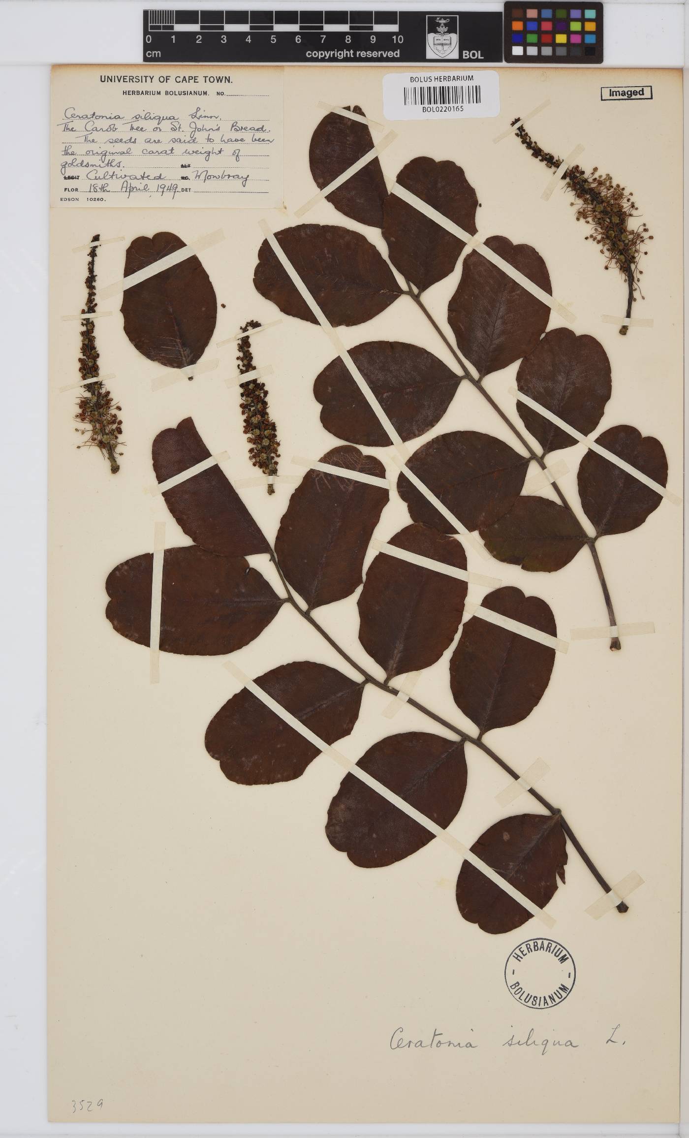 Ceratonia siliqua image
