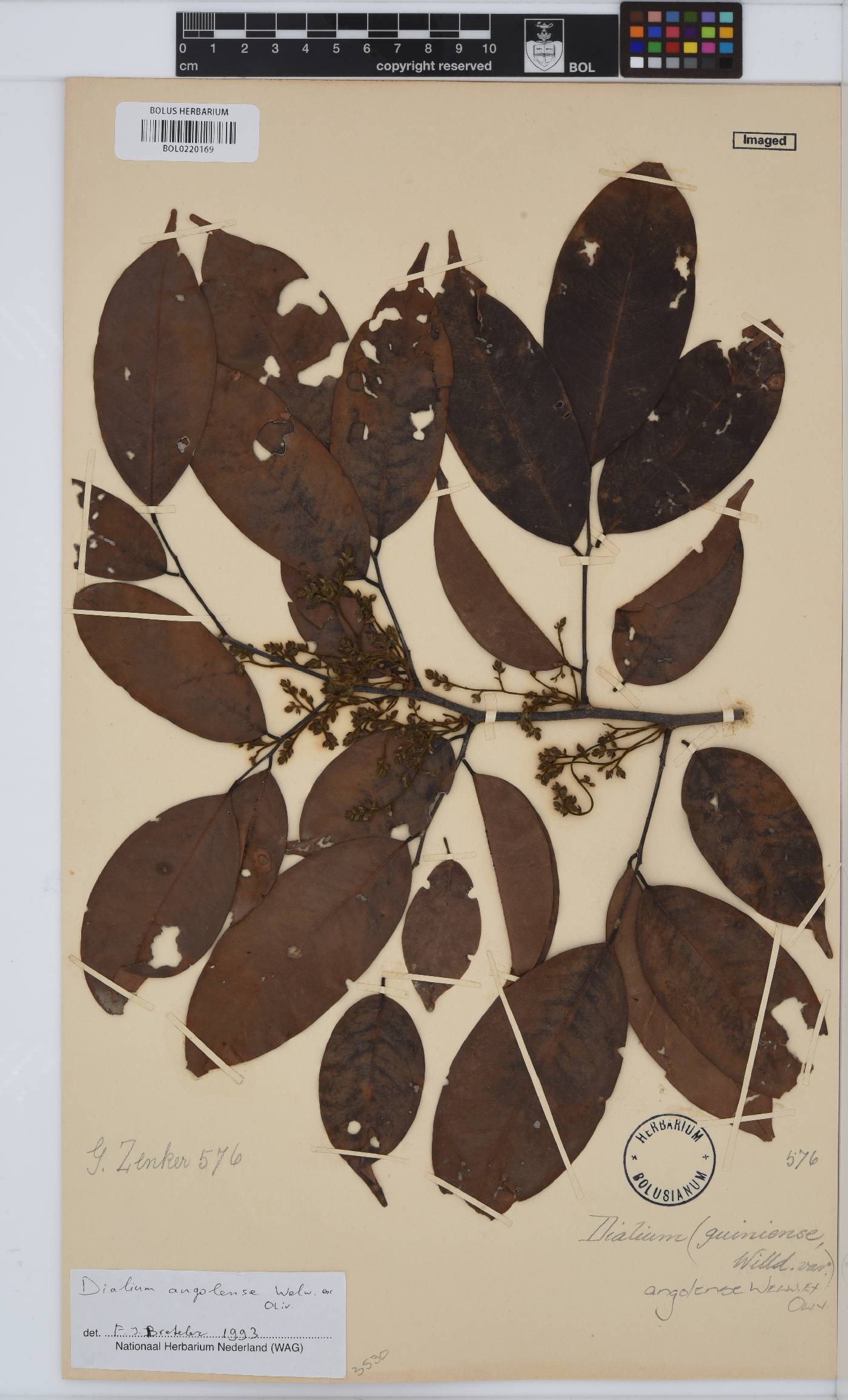 Dialium angolense image