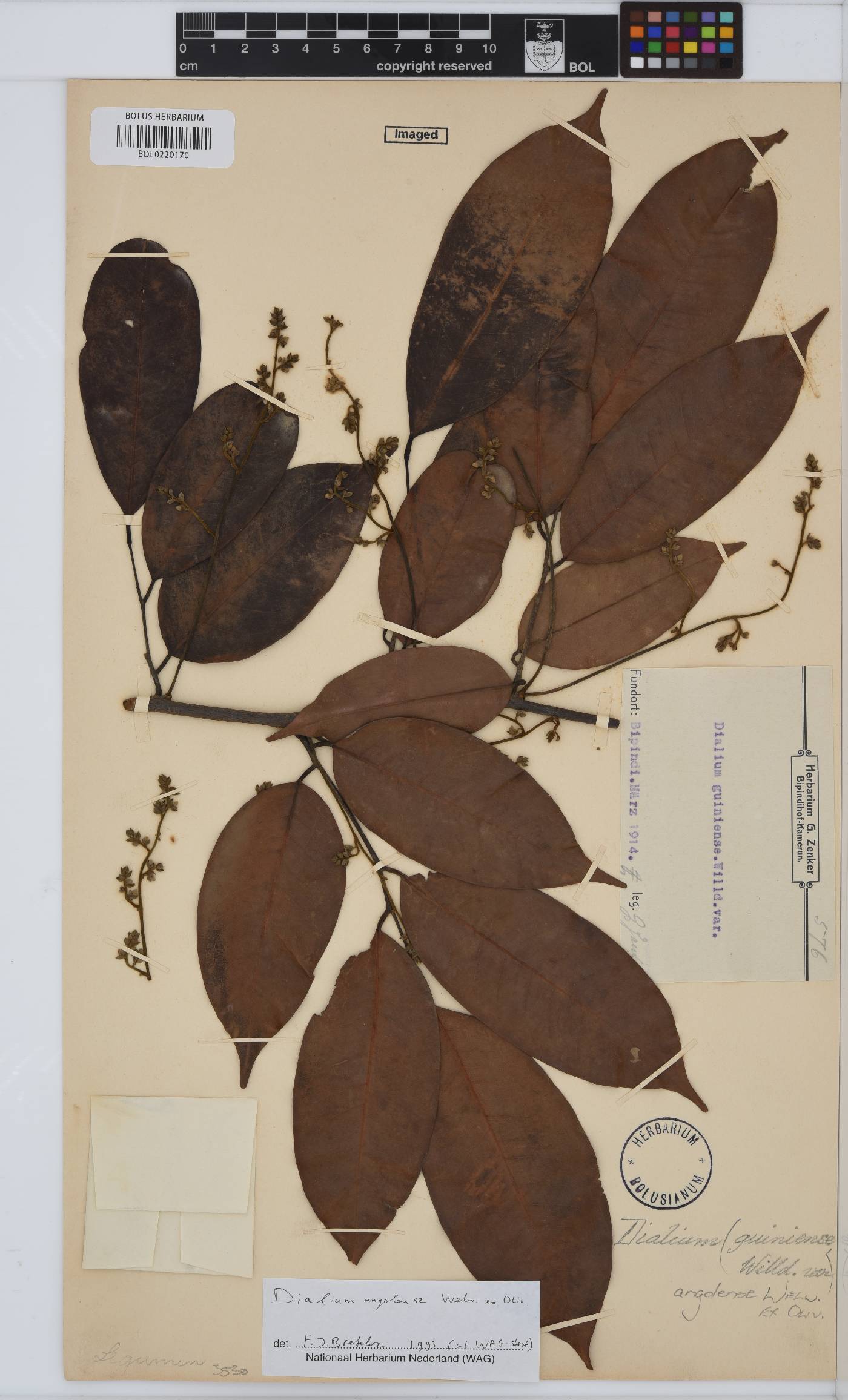 Dialium angolense image