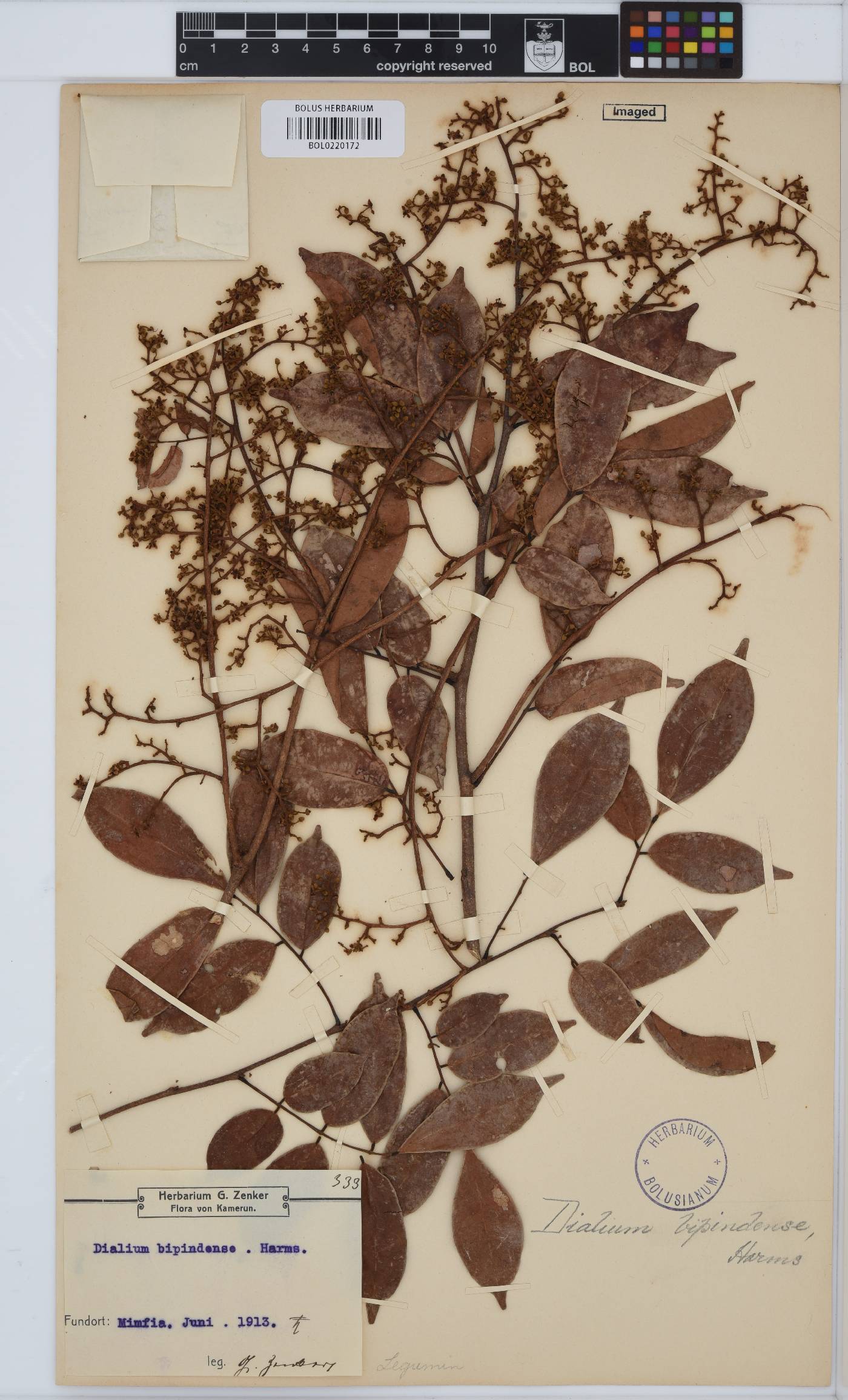 Dialium bipindense image