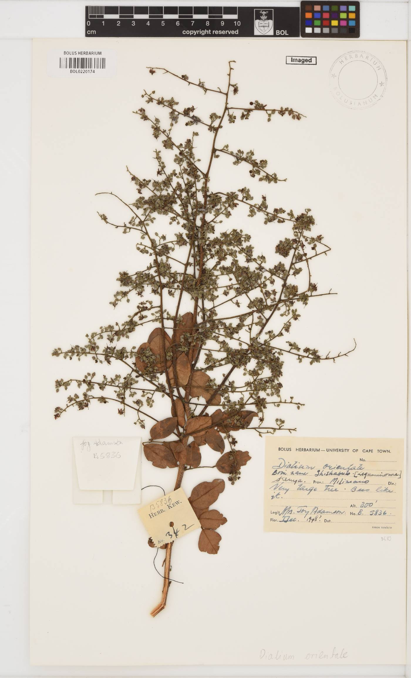 Dialium orientale image
