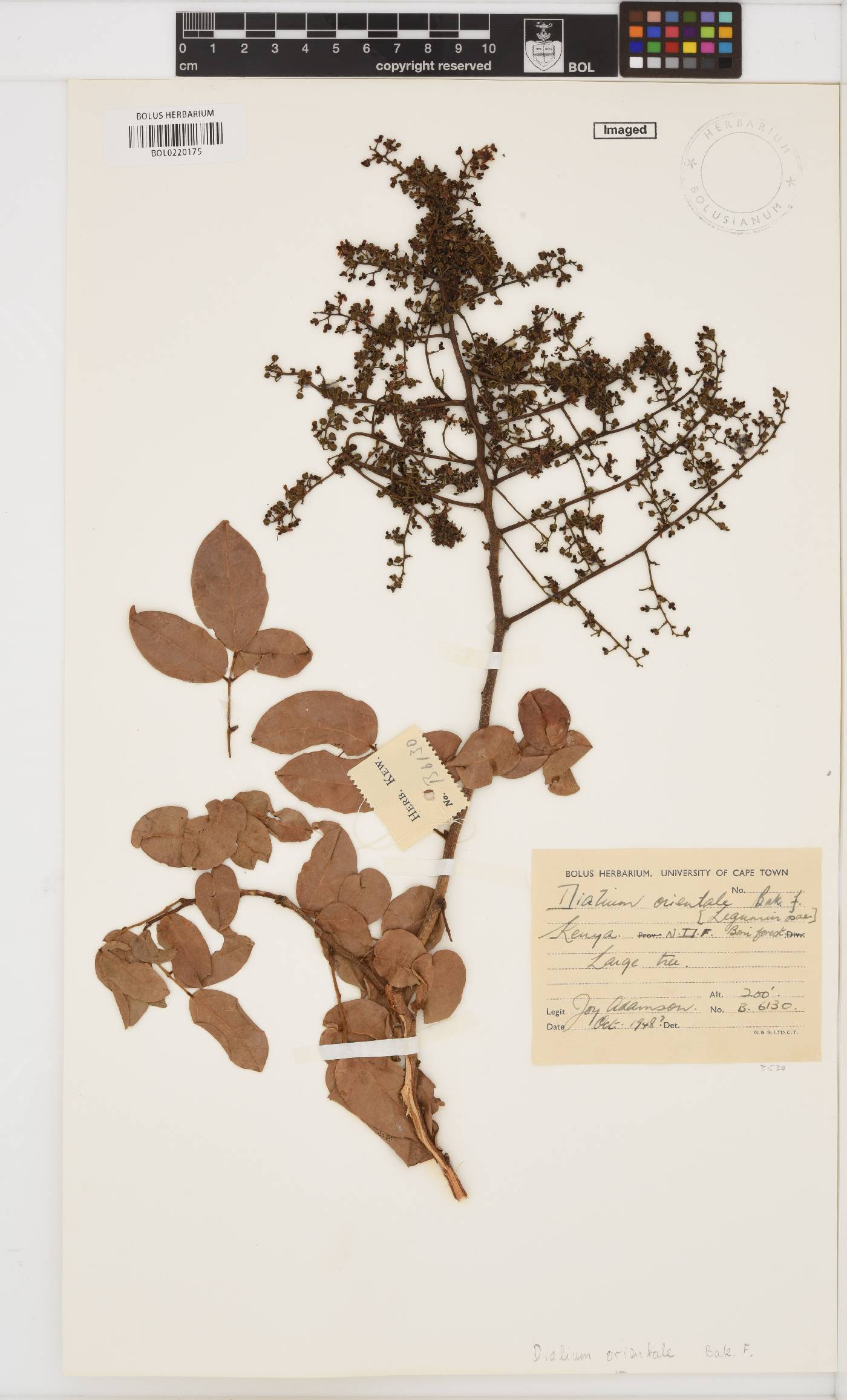 Dialium orientale image
