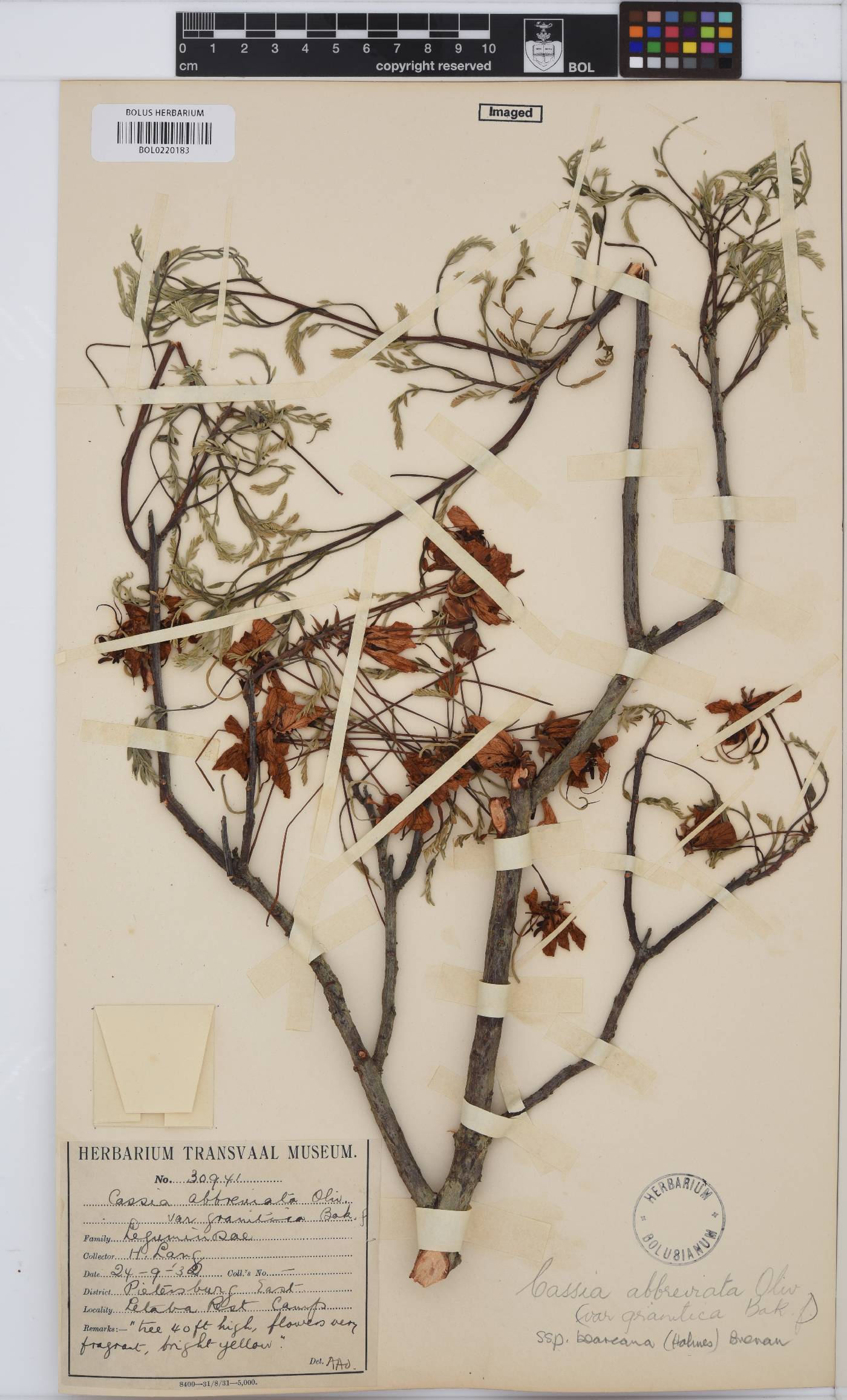 Cassia image