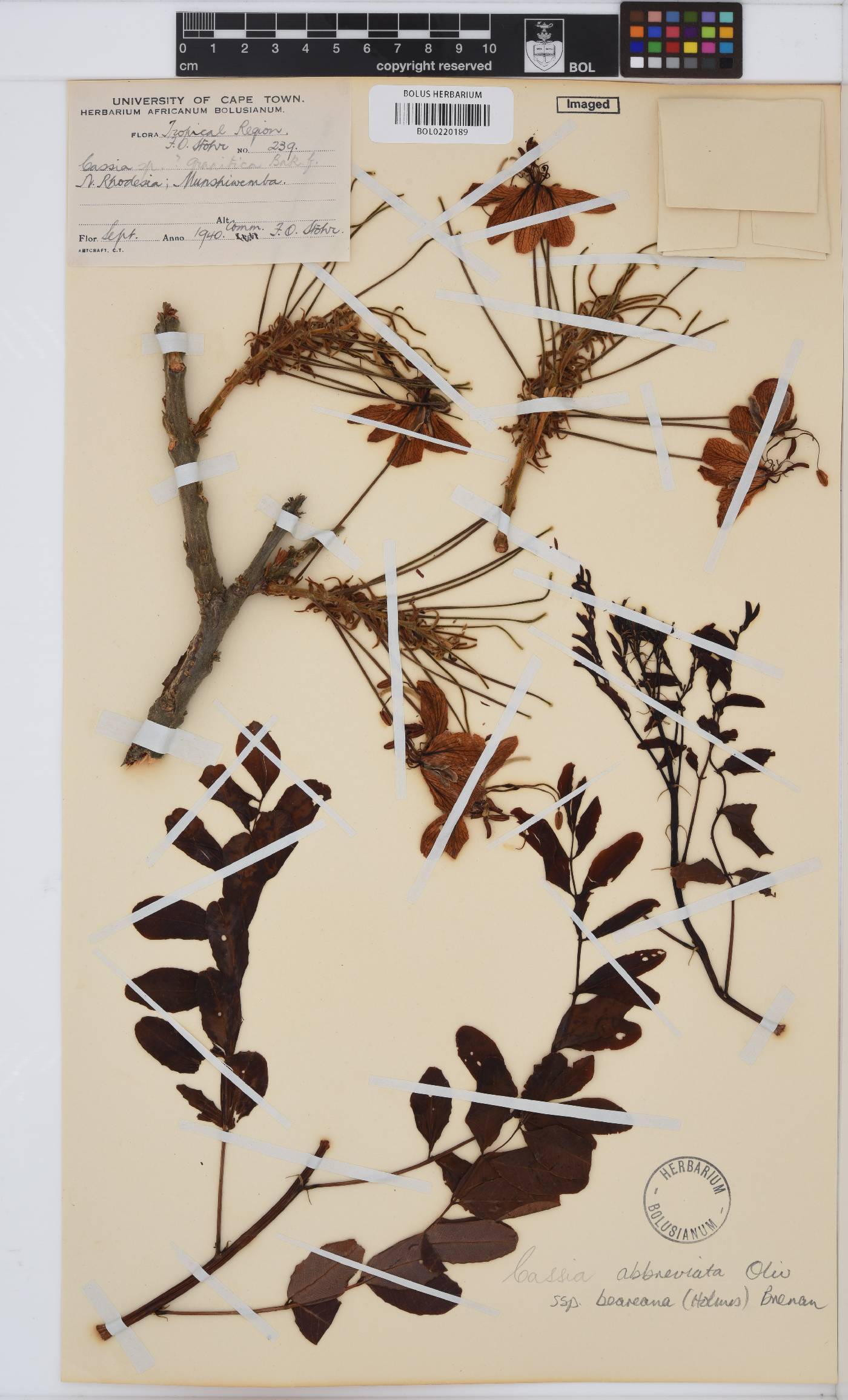 Cassia abbreviata subsp. beareana image