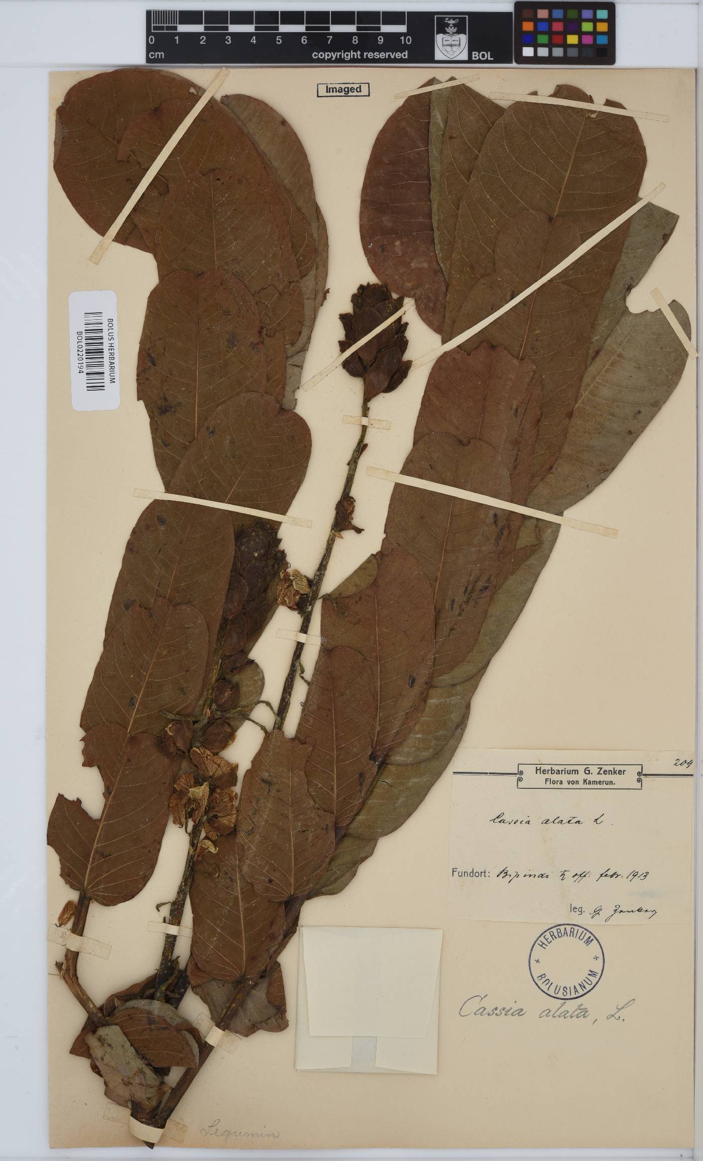 Senna alata image