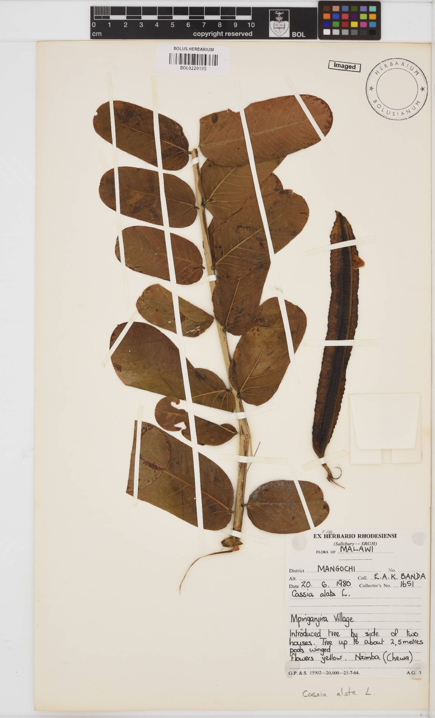 Senna alata image