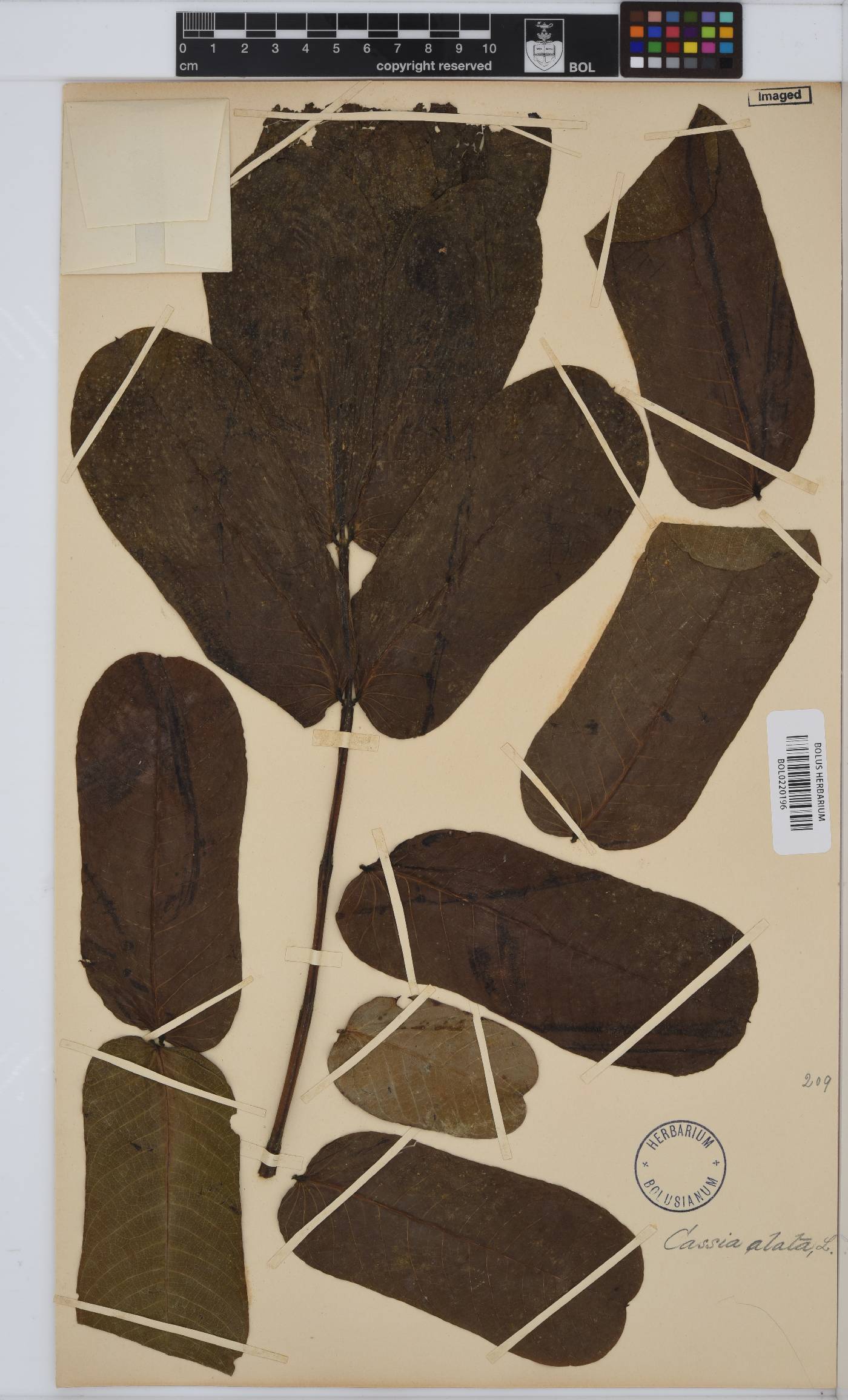 Senna alata image