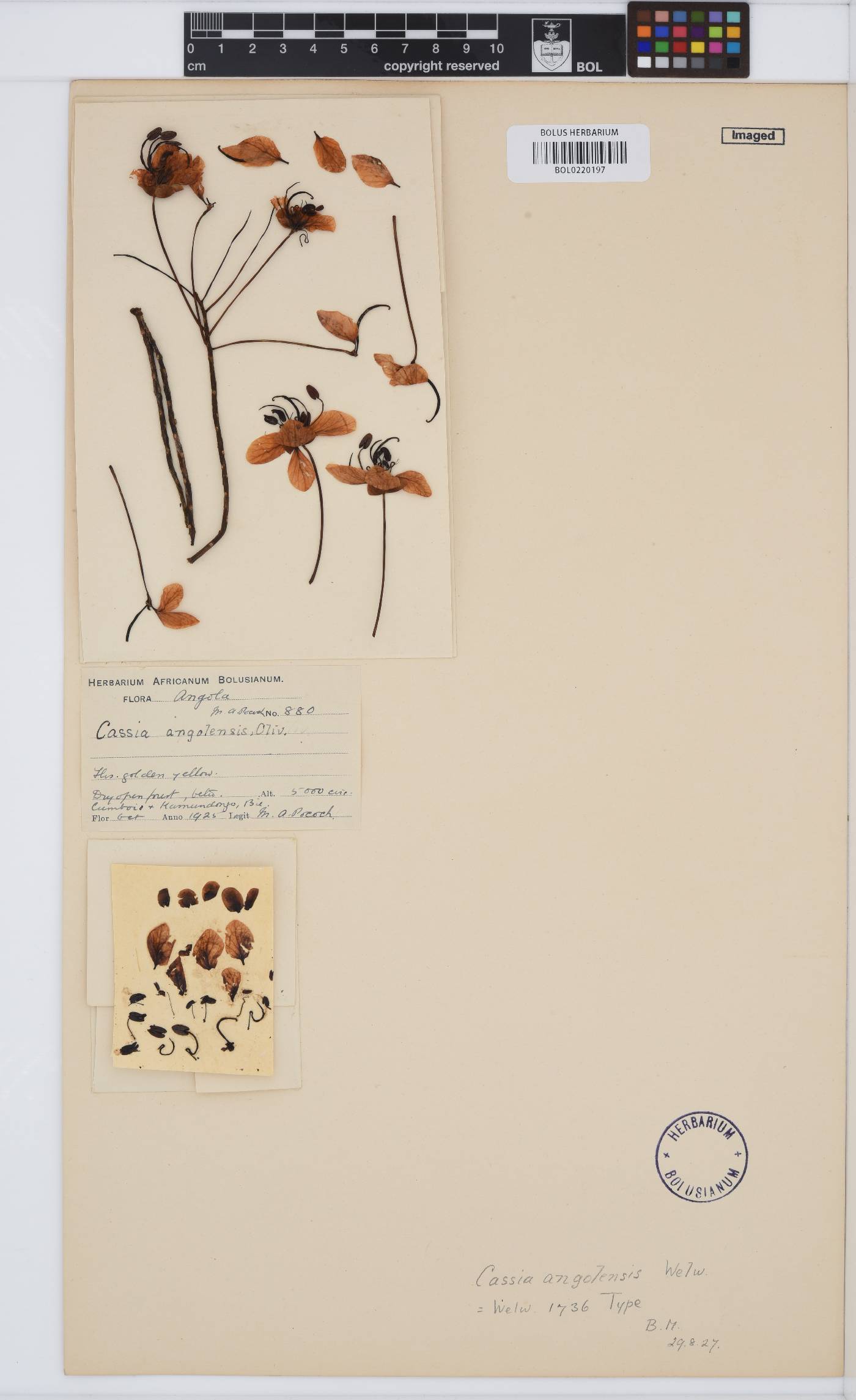 Cassia image