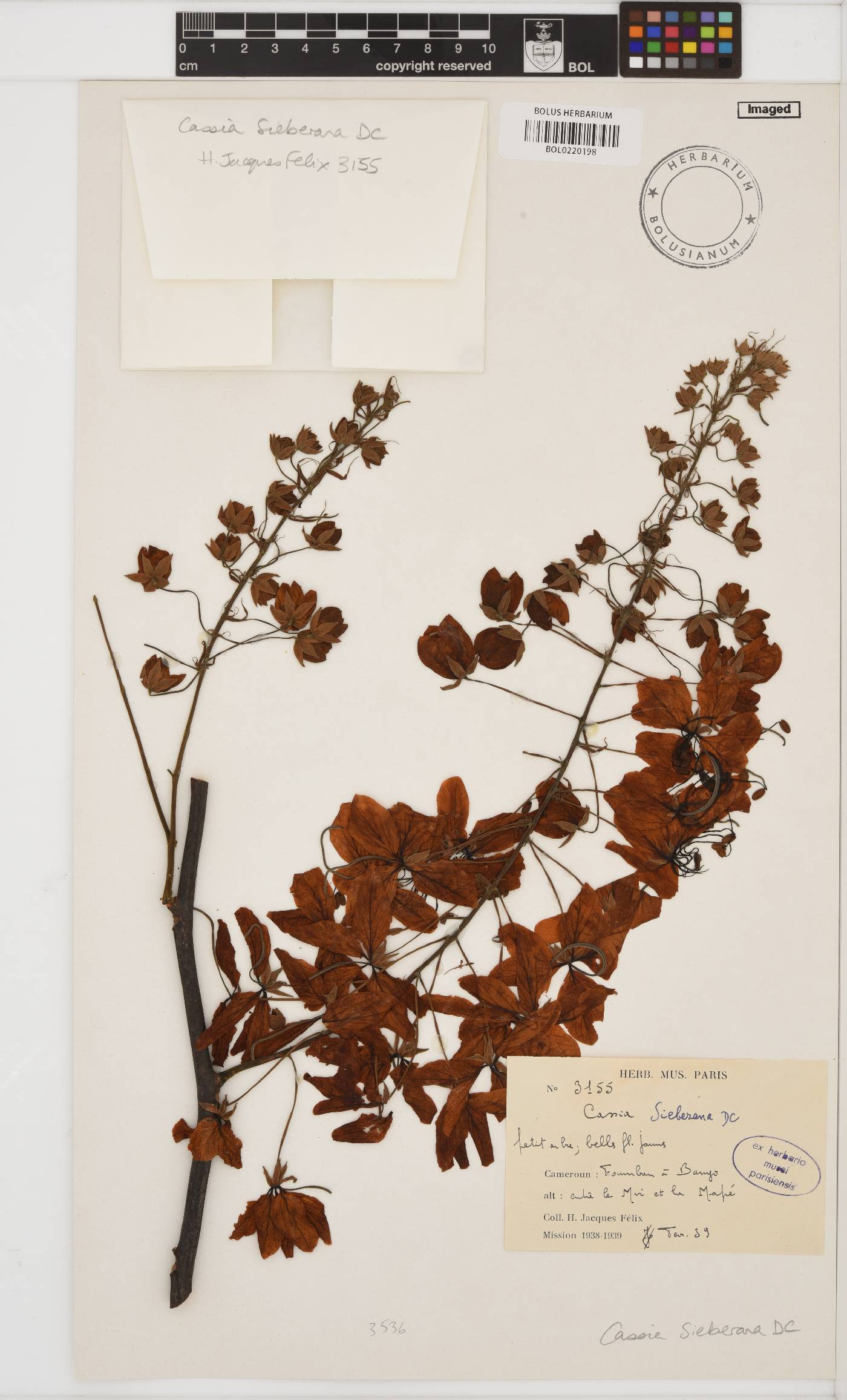 Cassia sieberiana image
