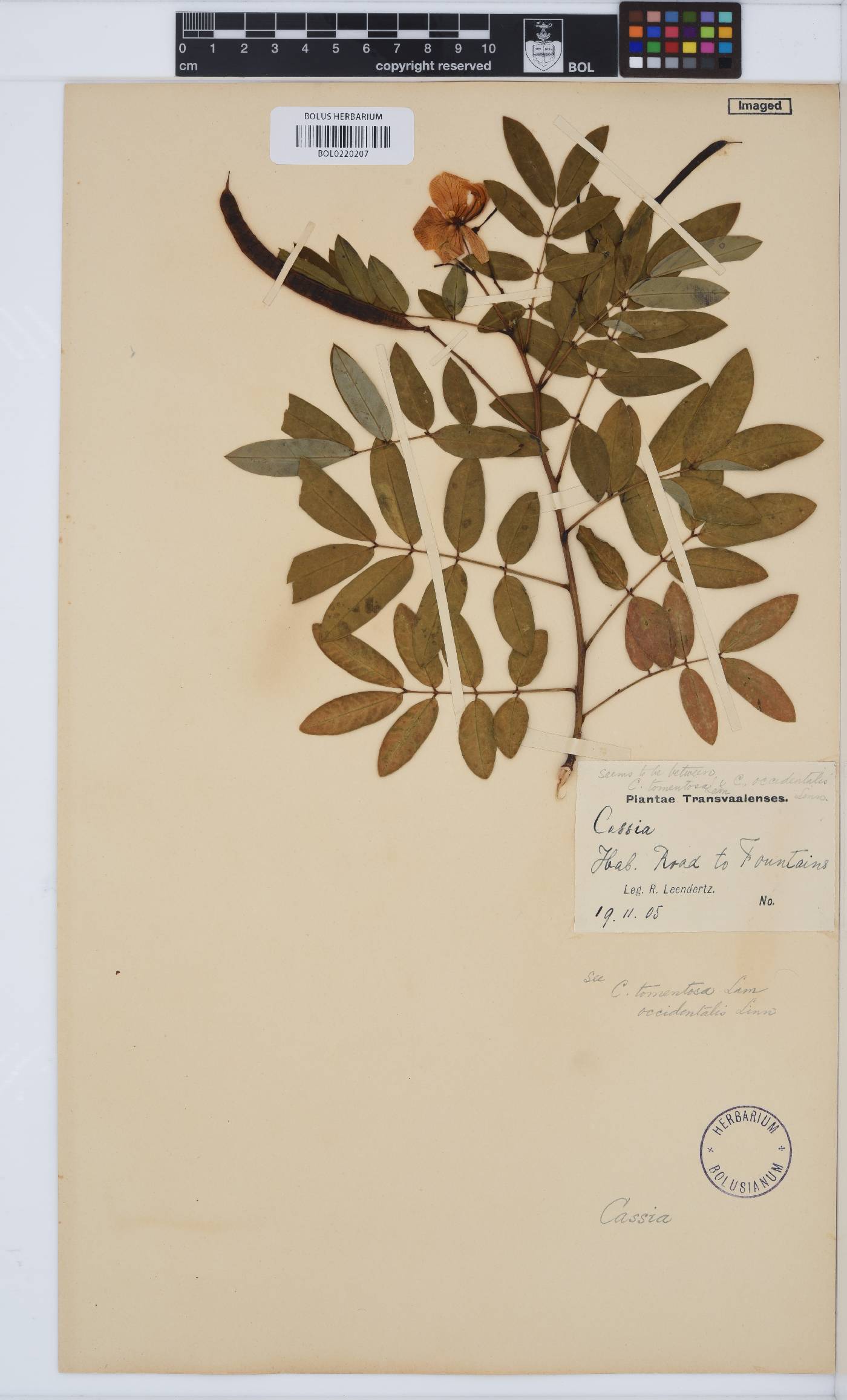 Cassia image