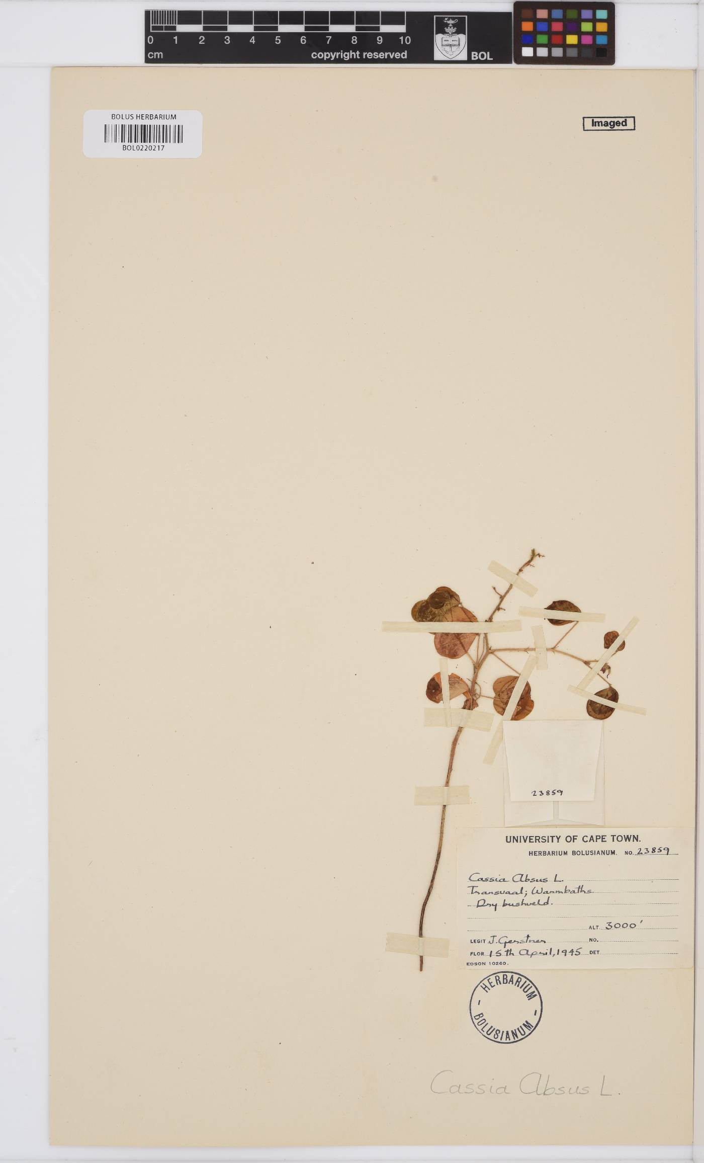 Chamaecrista absus image