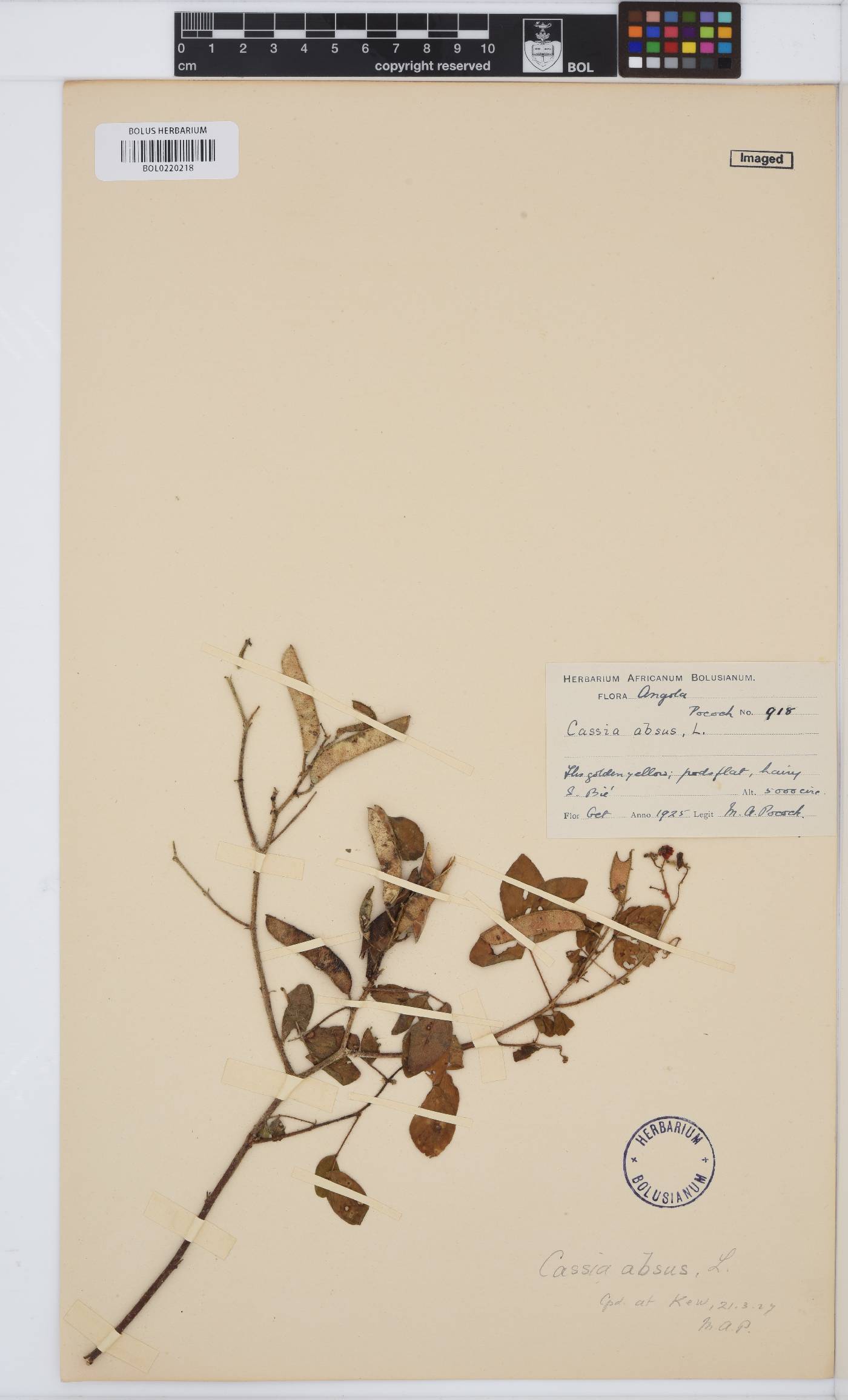 Chamaecrista absus image