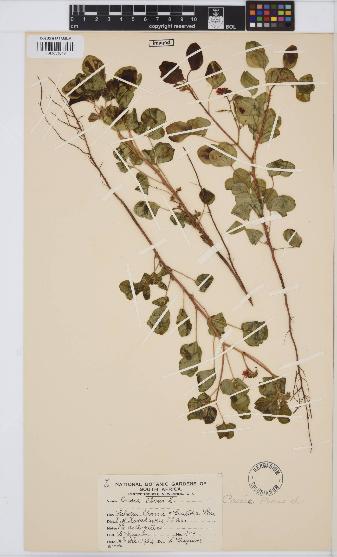 Chamaecrista absus image
