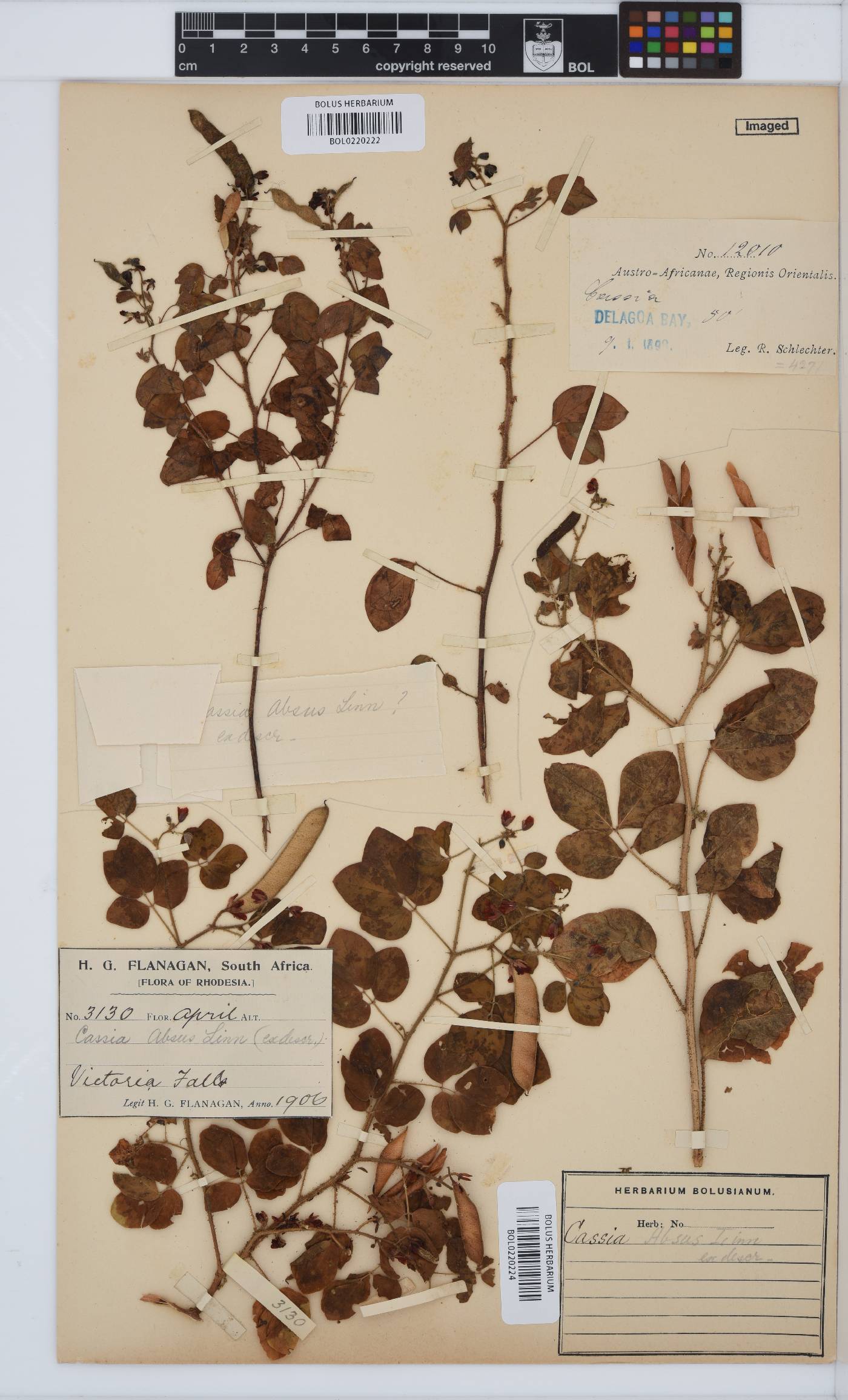 Chamaecrista absus image