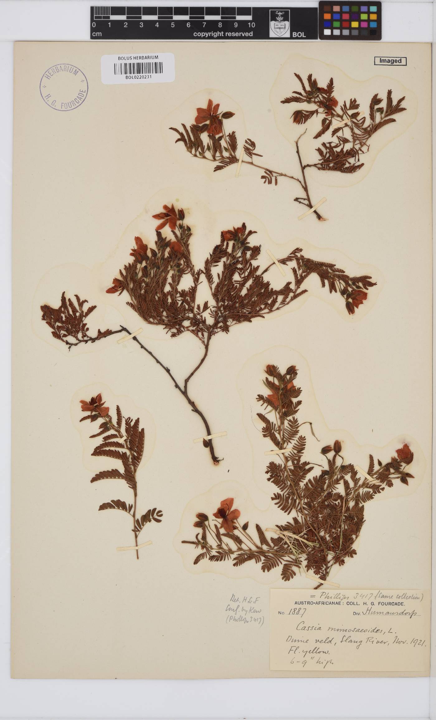 Chamaecrista mimosoides image