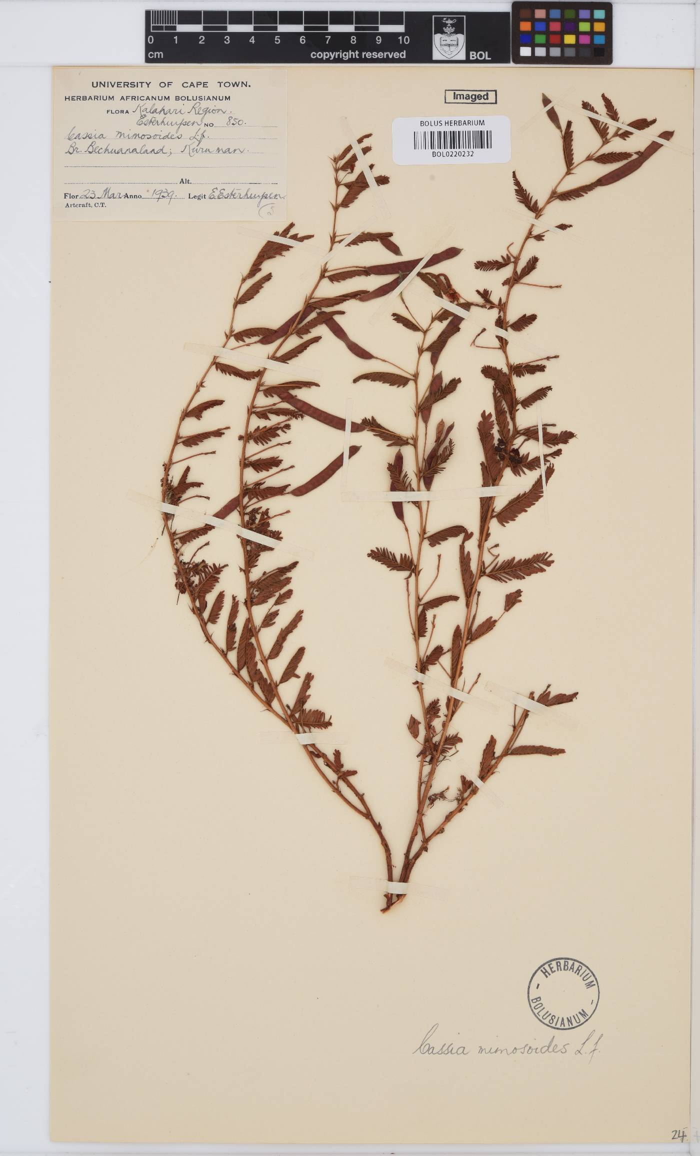 Chamaecrista mimosoides image