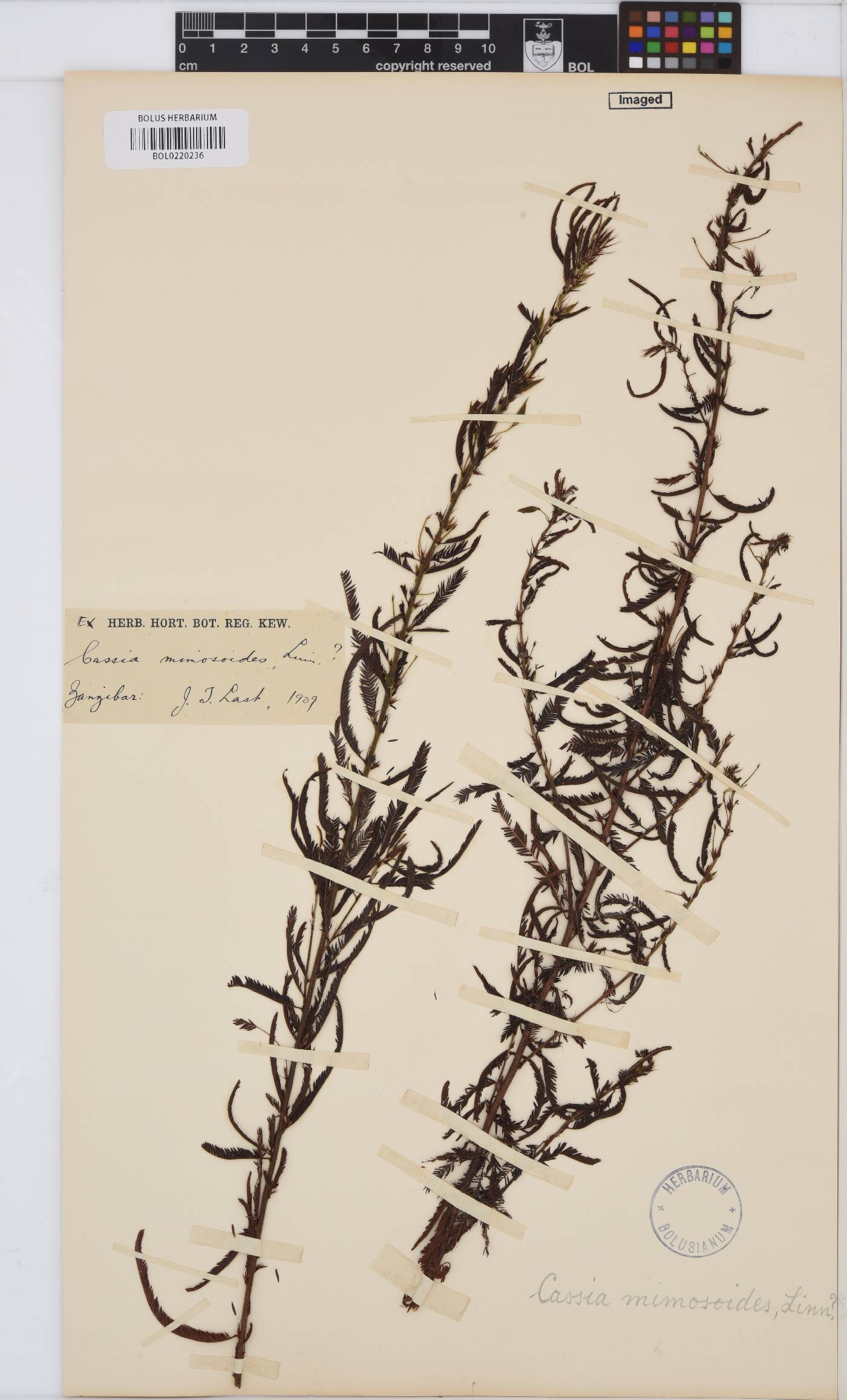 Chamaecrista image
