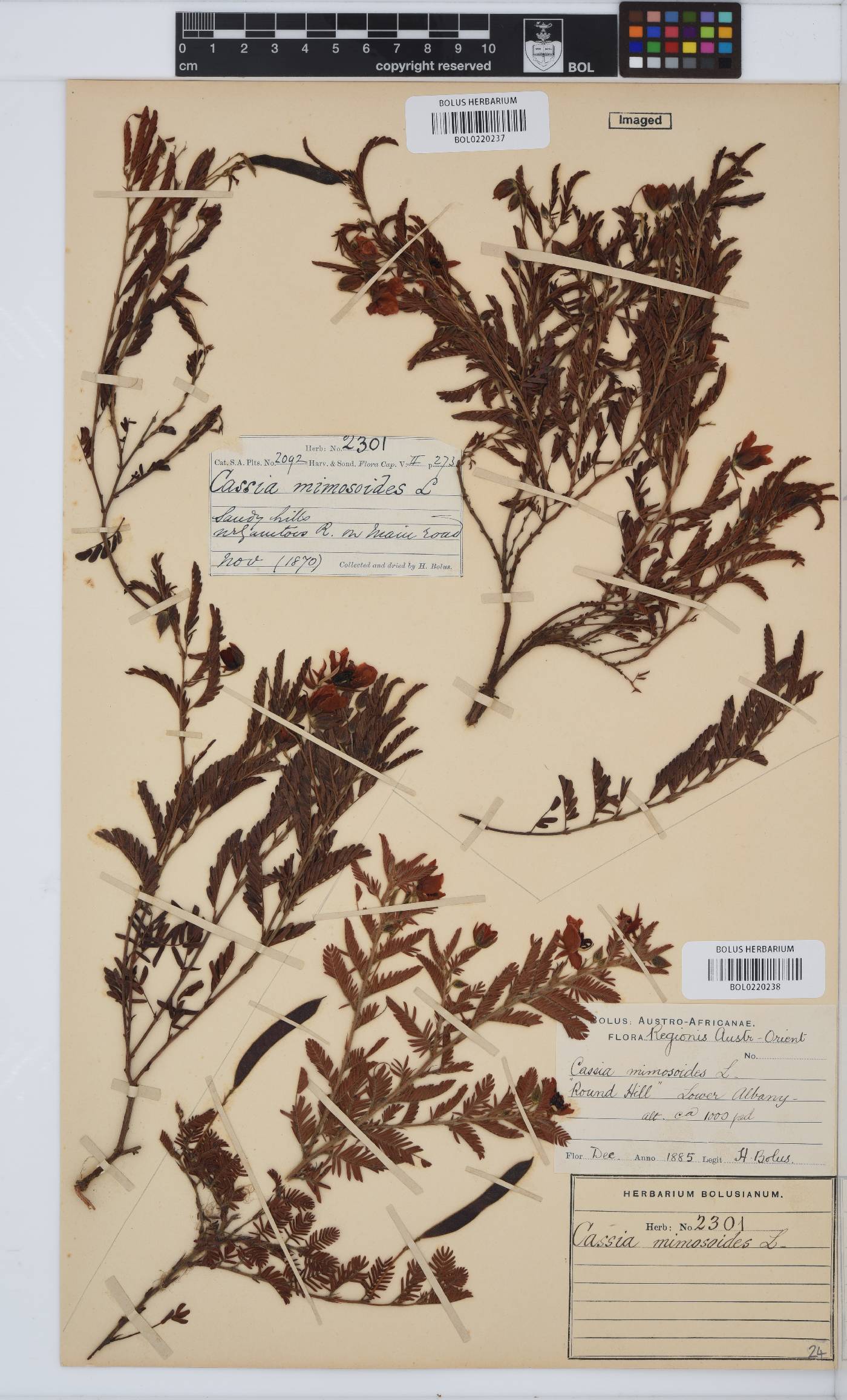 Chamaecrista image